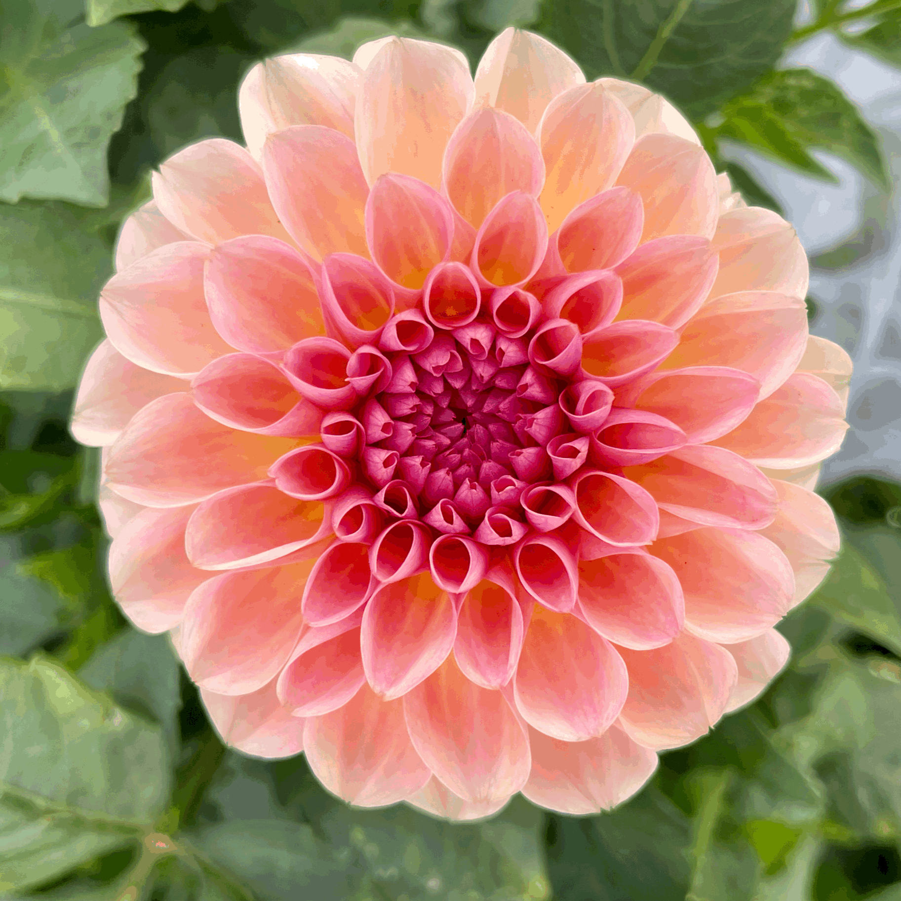 Sebastian dahlia flower grown from tuber in Canada