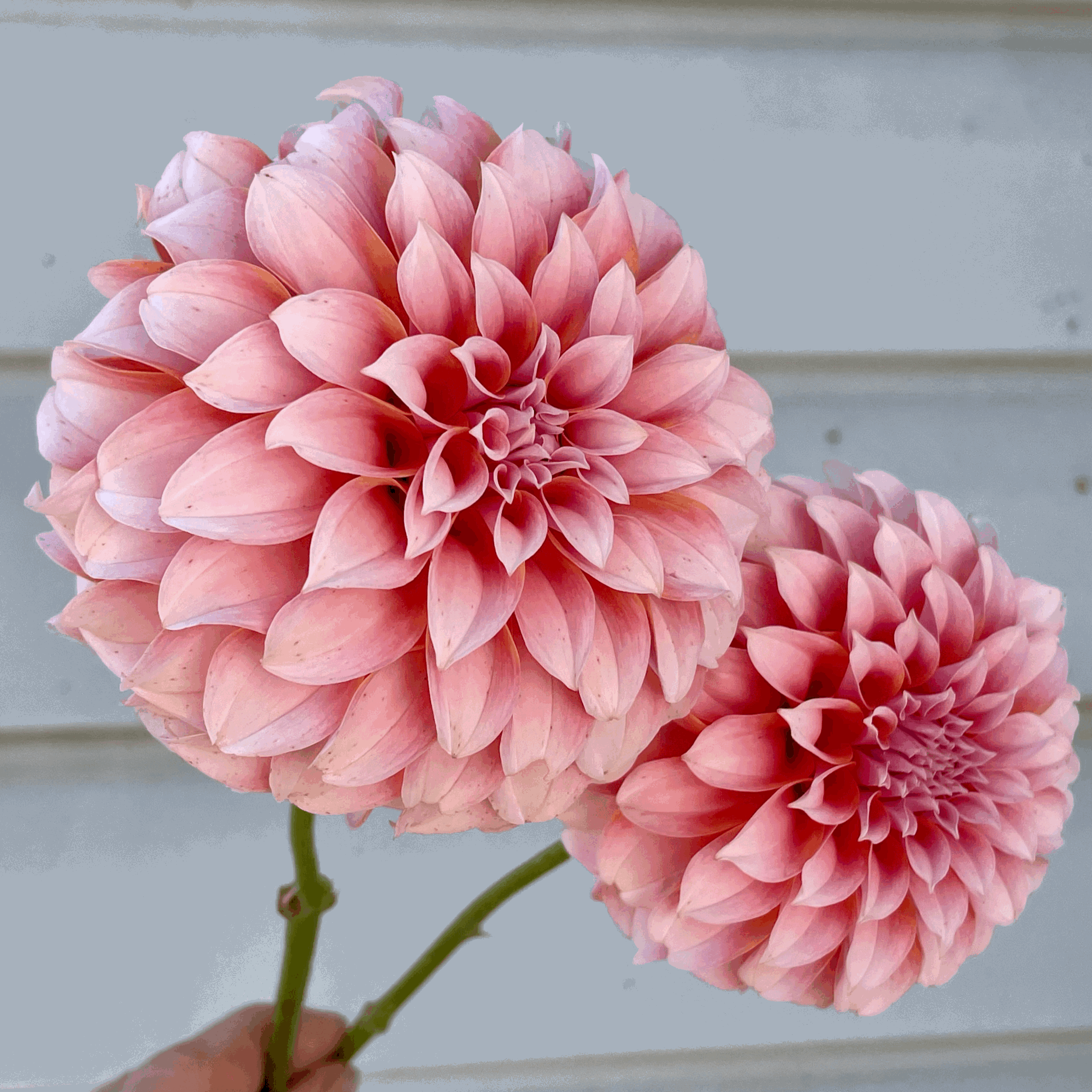 peaches n cream dahlia flower grown from tuber in Canada
