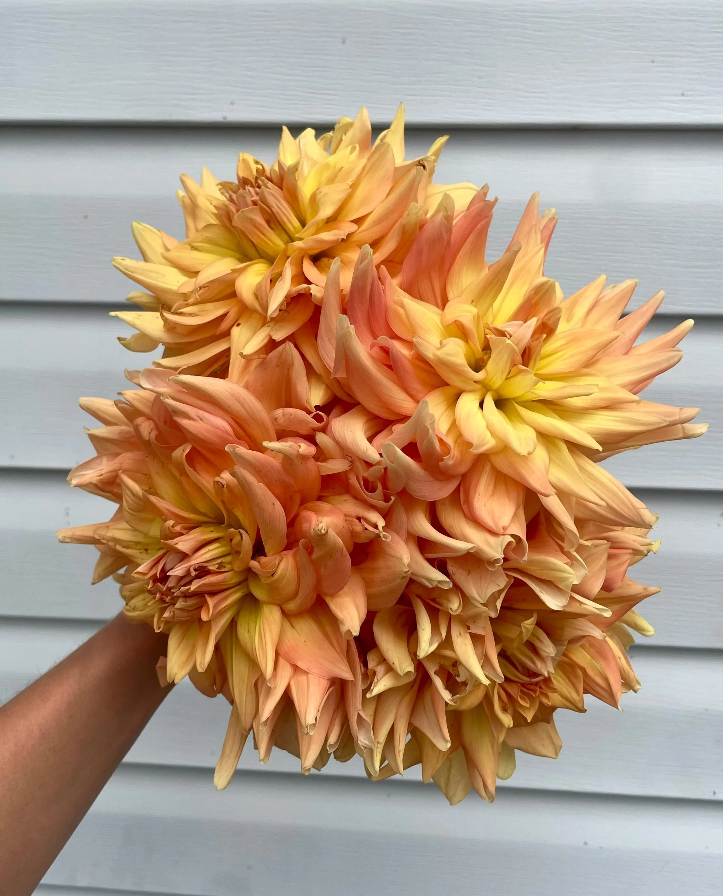 hamari-gold-dahlia-tuber-canada.jpg