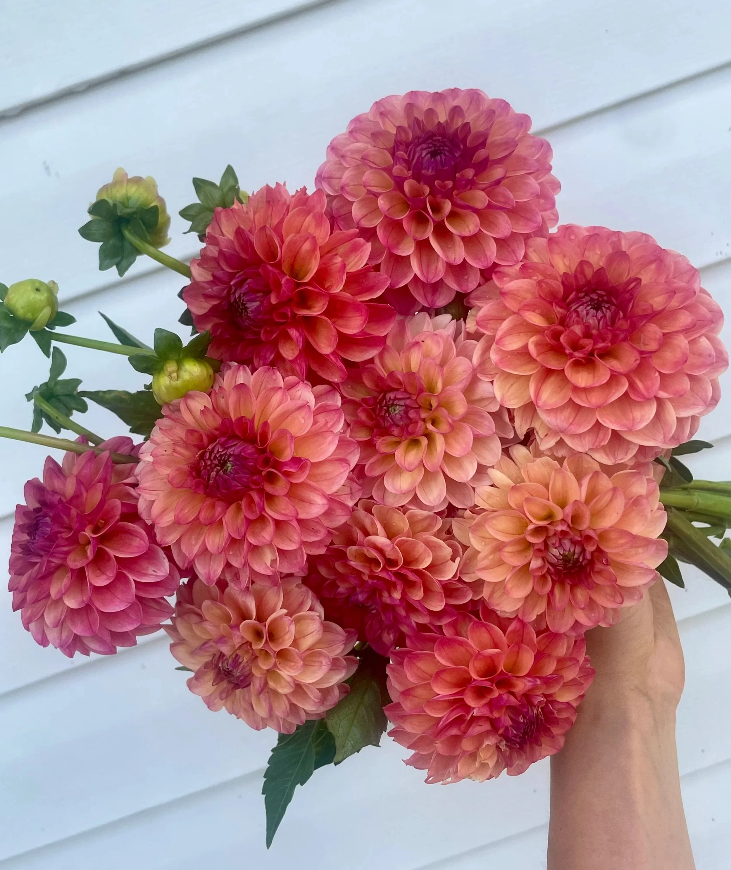 triple-lee-dee-dahlia-tuber-canada-2.jpg