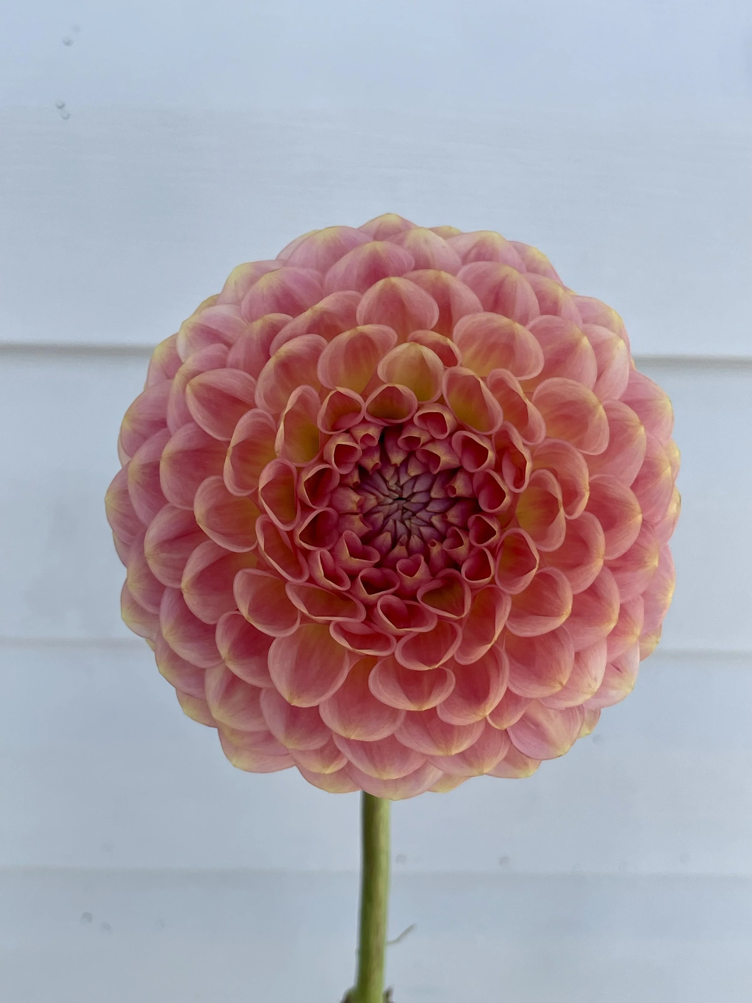 20th-avenue-softer-peach-dahlia-tuber-canada.jpeg