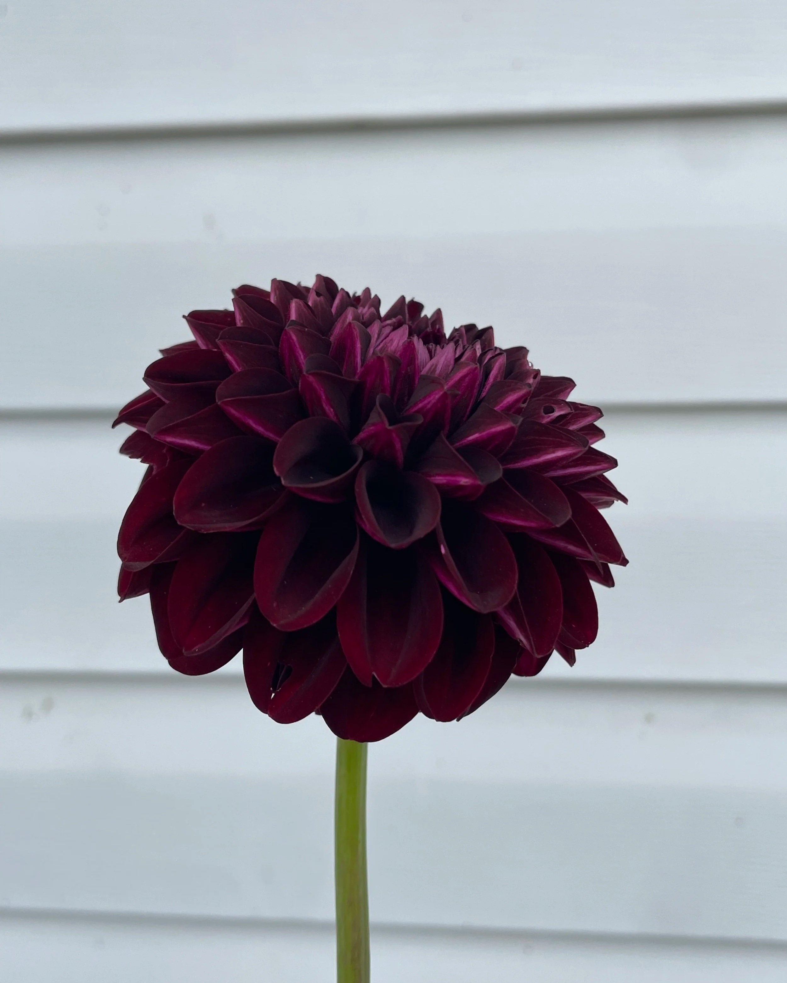 nighty-night-dahlia-tuber-canada.jpg