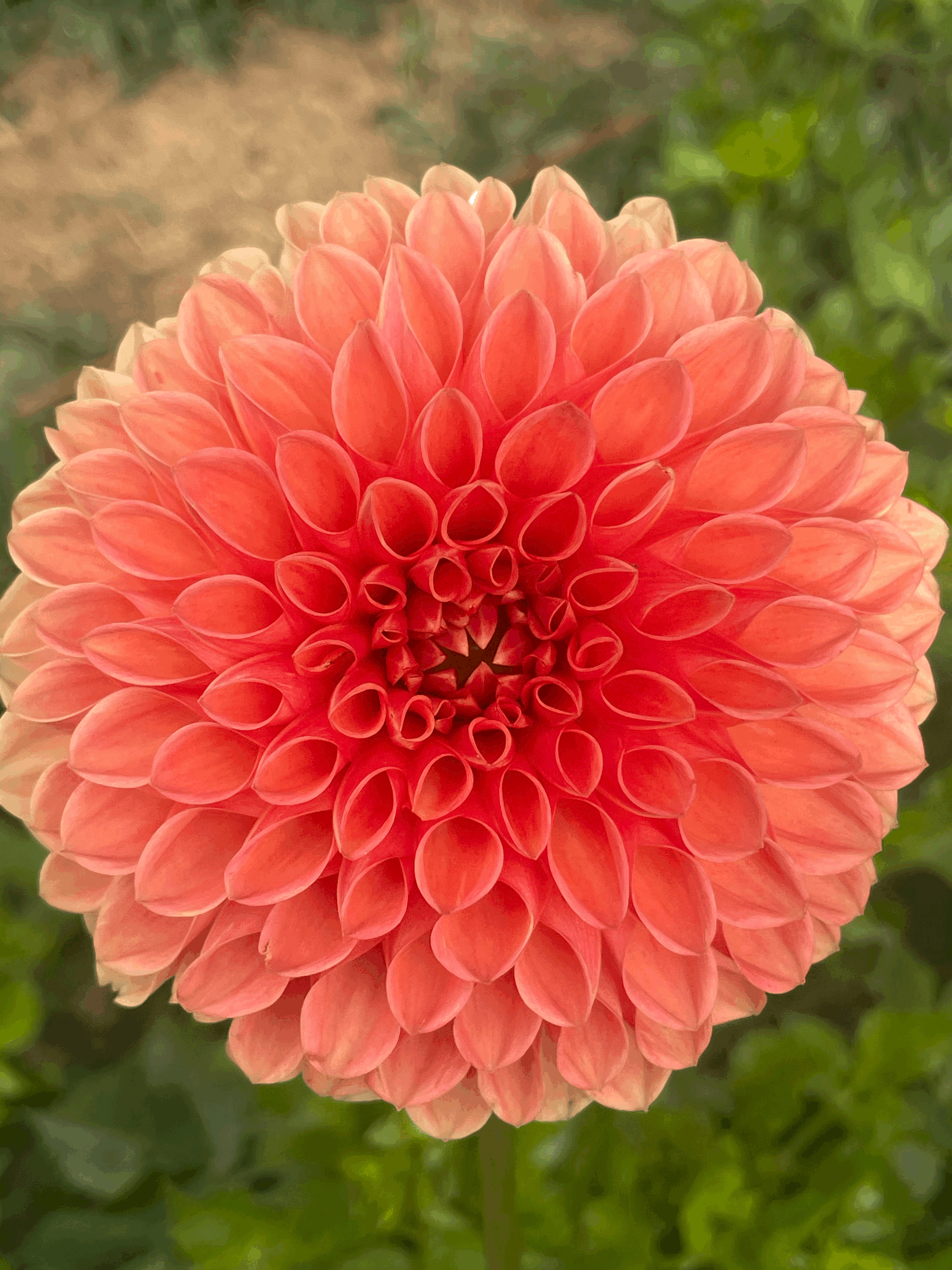 Jowey Linda Dahlia Tuber + BULK