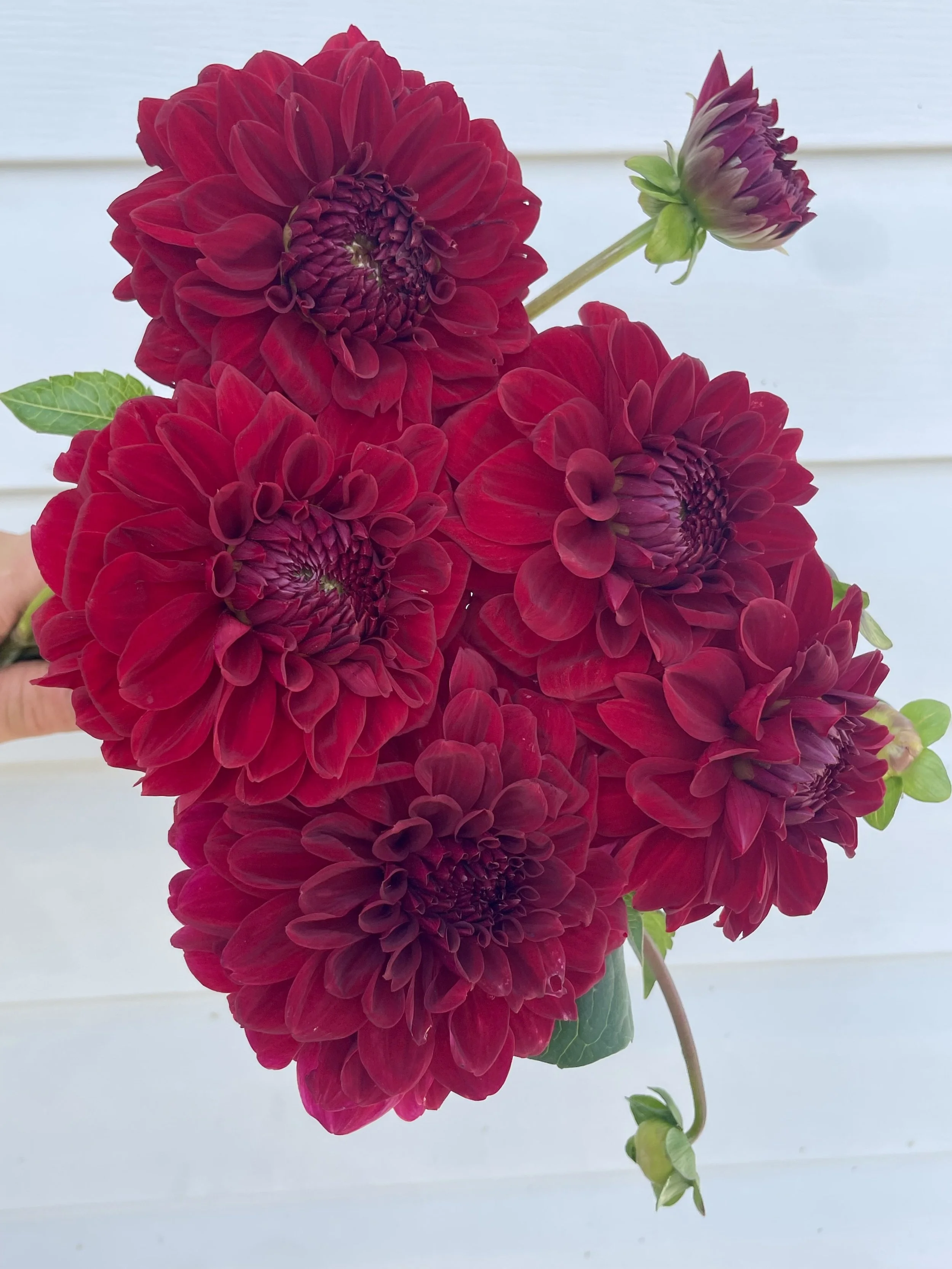 Mingus Kyle D dahlia tuber