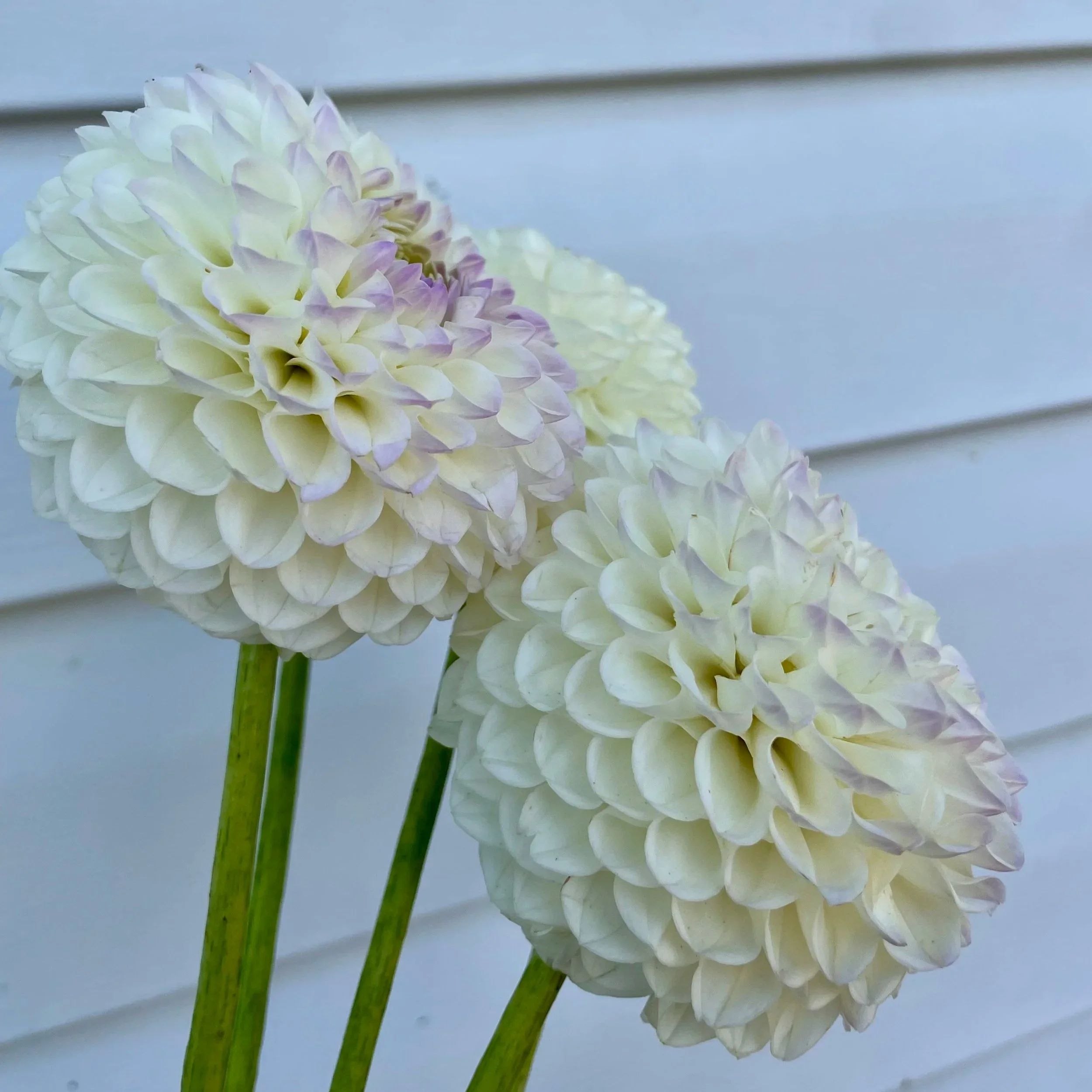 andrea-lawson-dahlia-tuber-canada.jpg