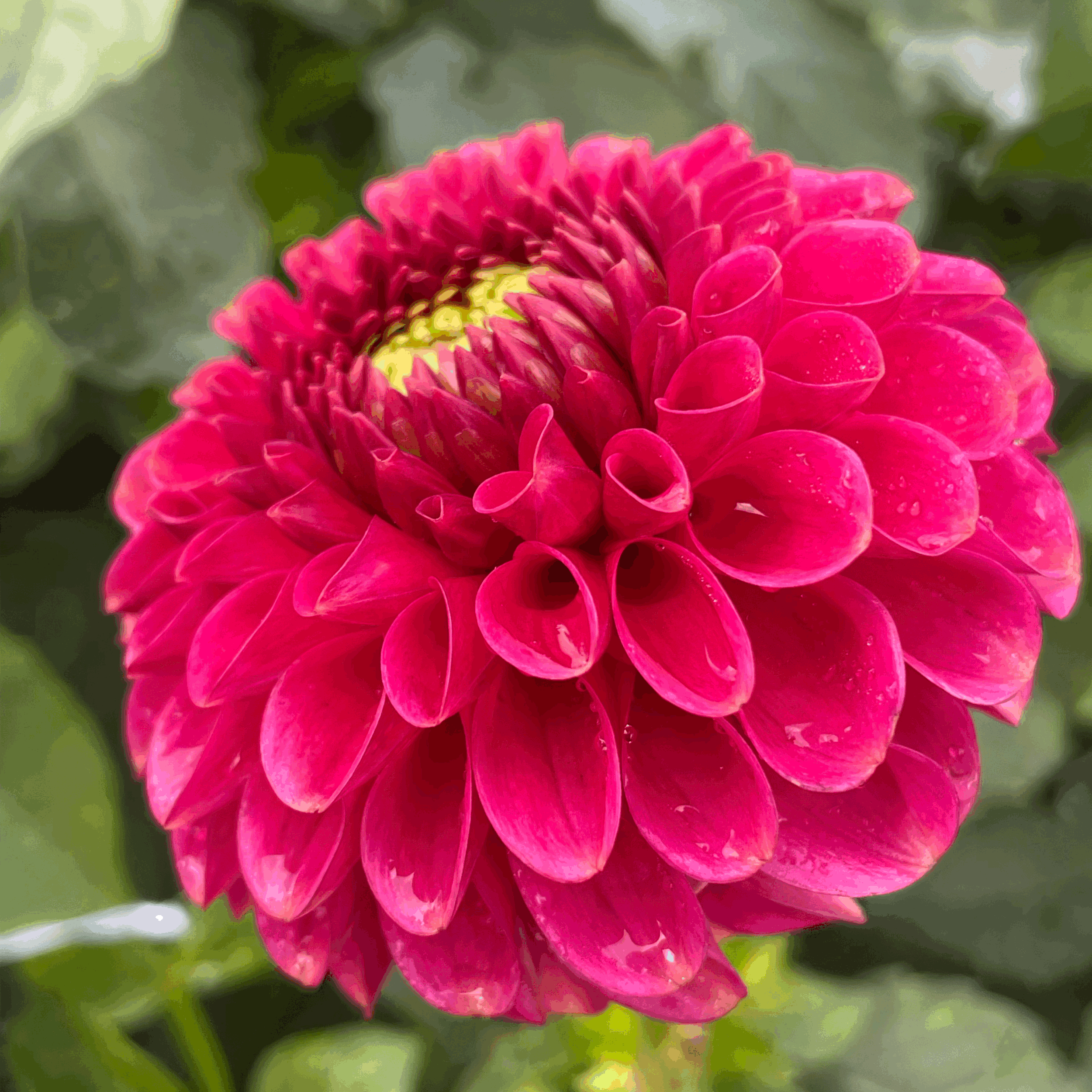 zundert mystery fox dahlia flower grown from tuber in Canada