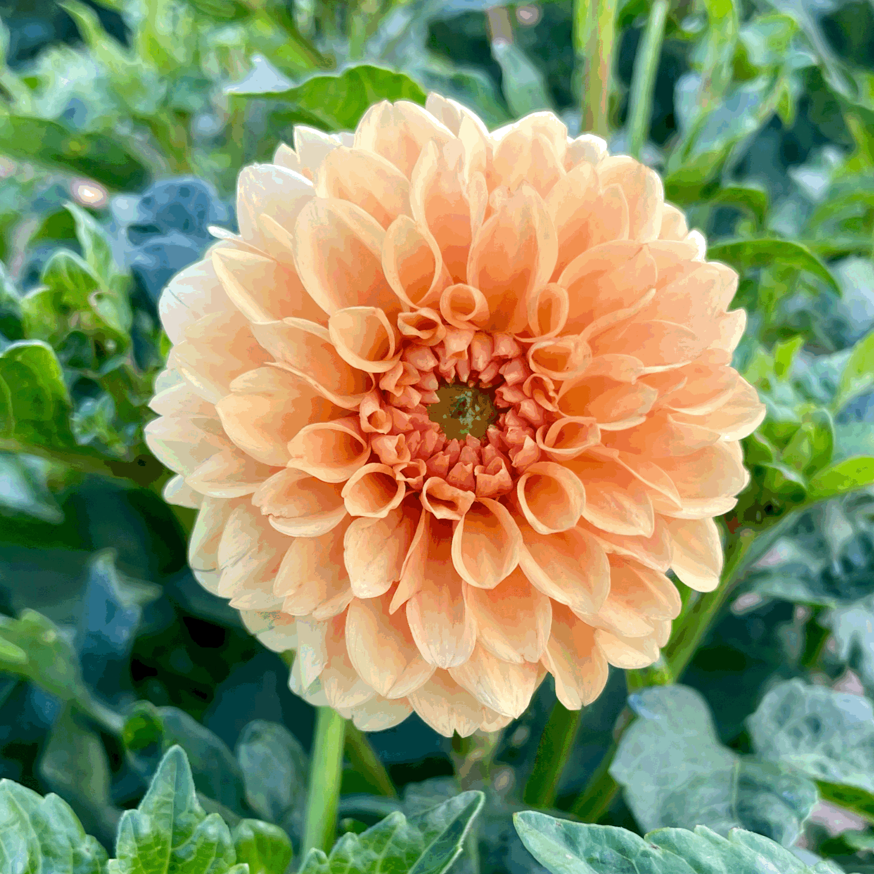 golden sceptre dahlia flower grown from tuber in Canada
