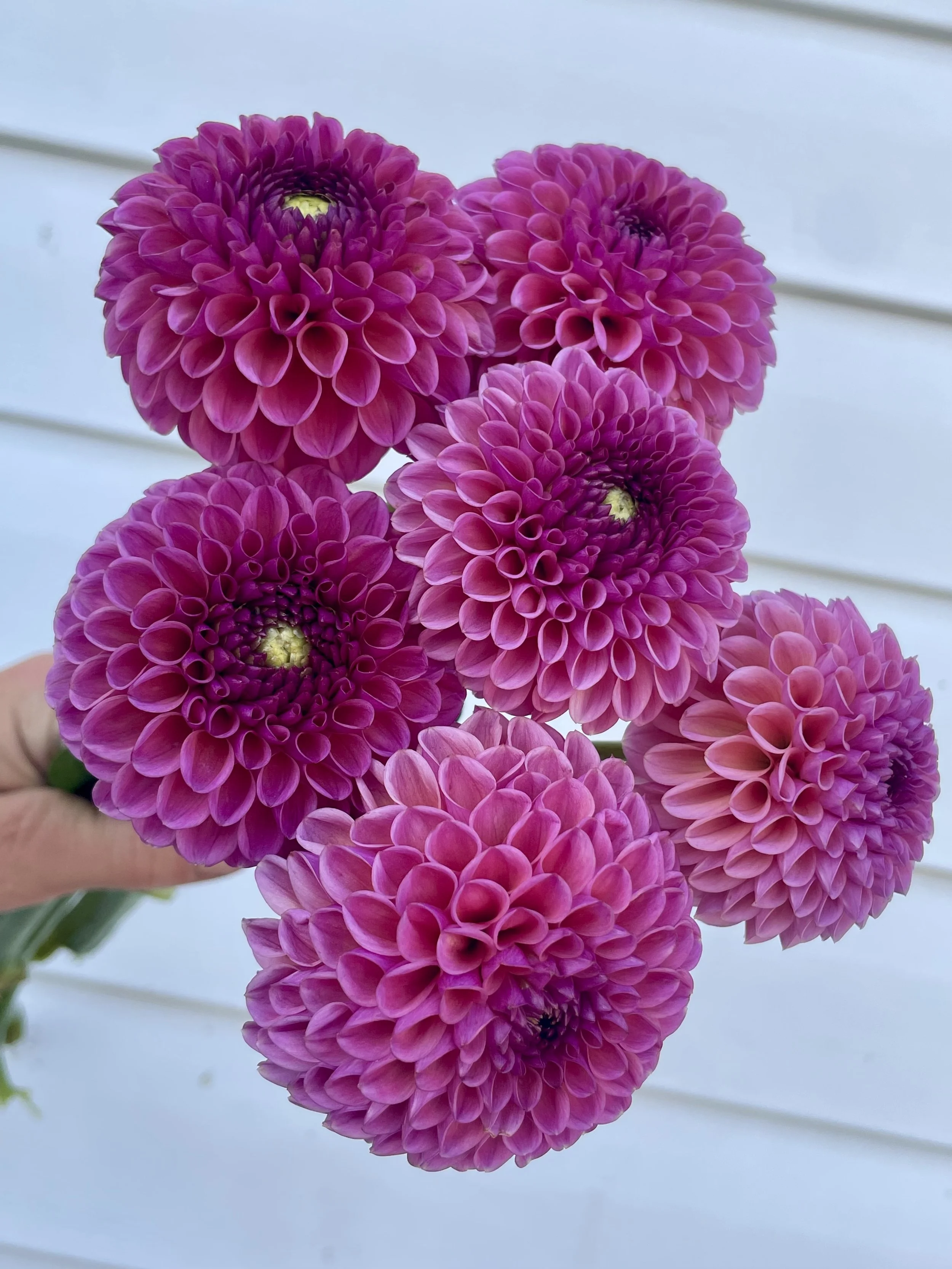 amethyst-glow-1-dahlia-tuber-canada.jpeg