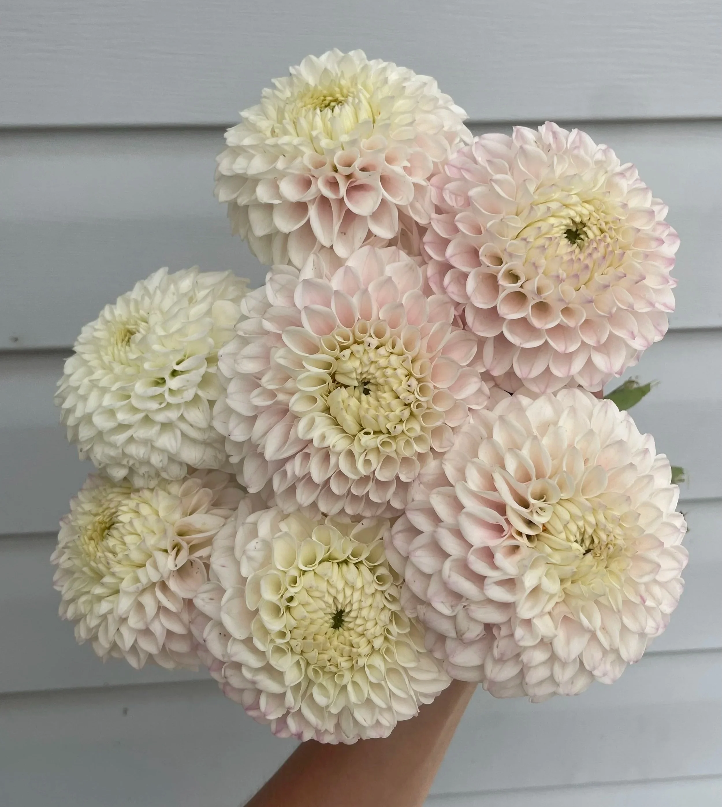 pink-pearl-dahlia-tuber-canada.jpg