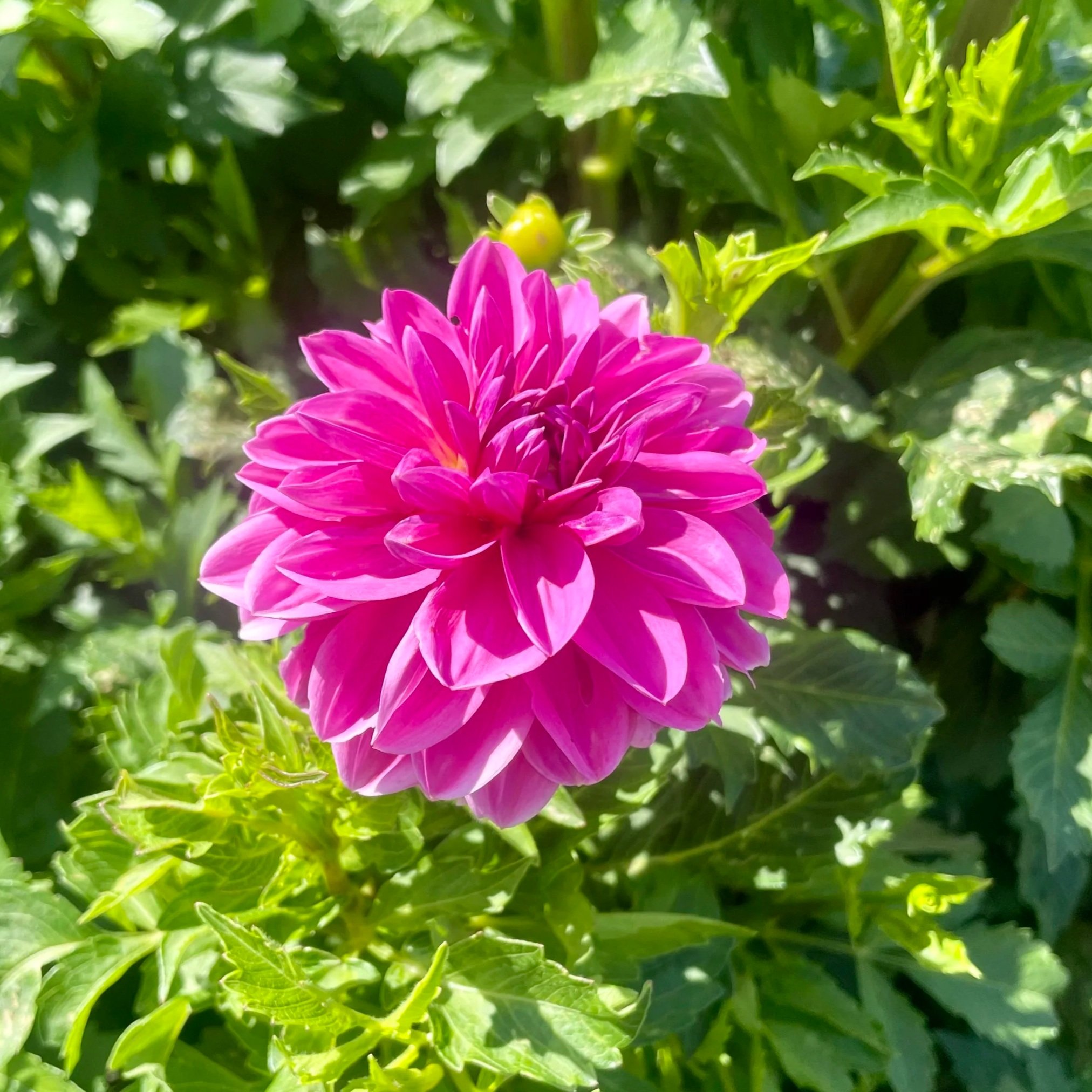 pink-onesta-dahlia-tuber-canada-2.jpg