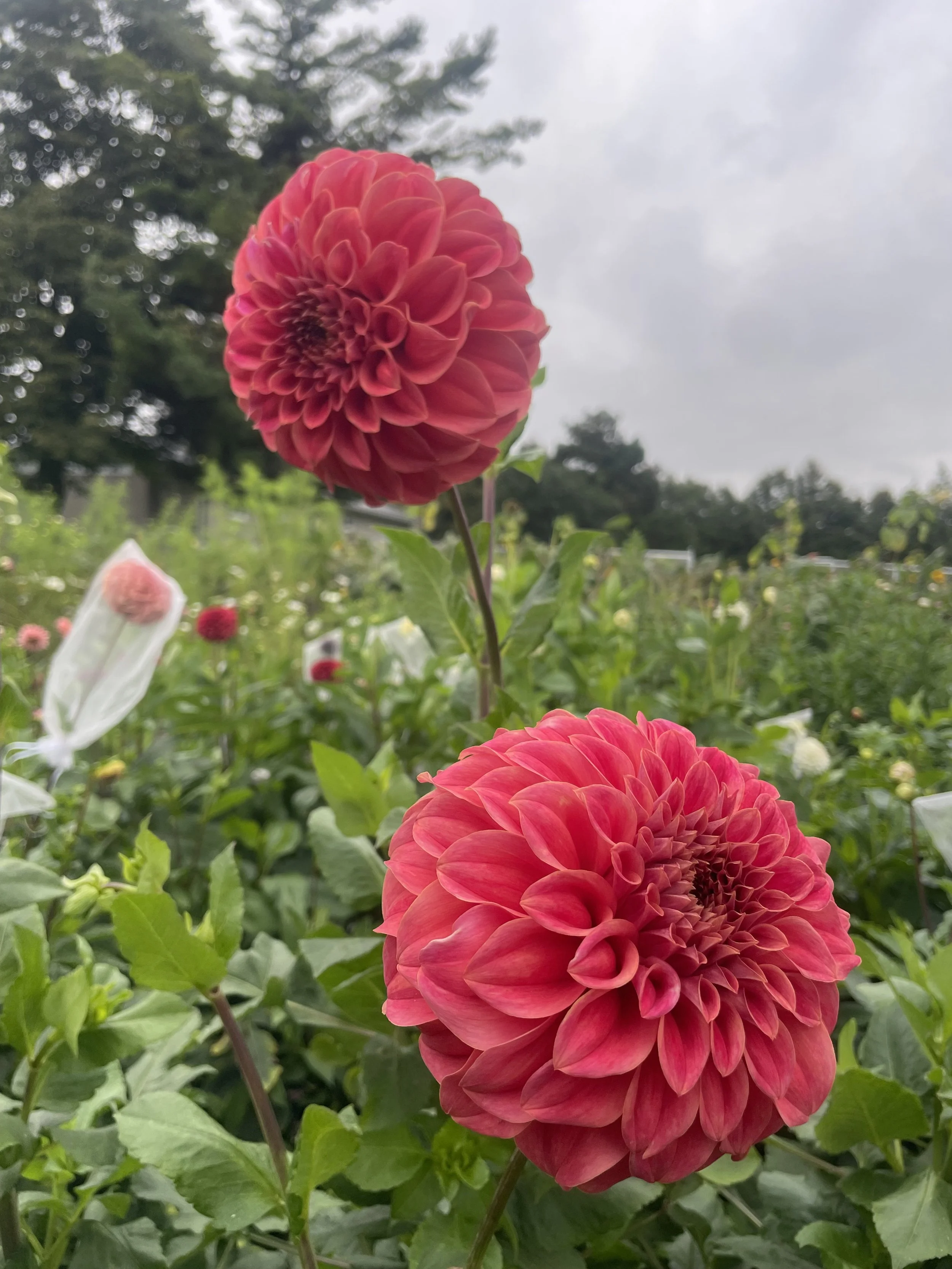 Sylvia-Craig-Hunter-Dahlia-tuber-canada.jpeg
