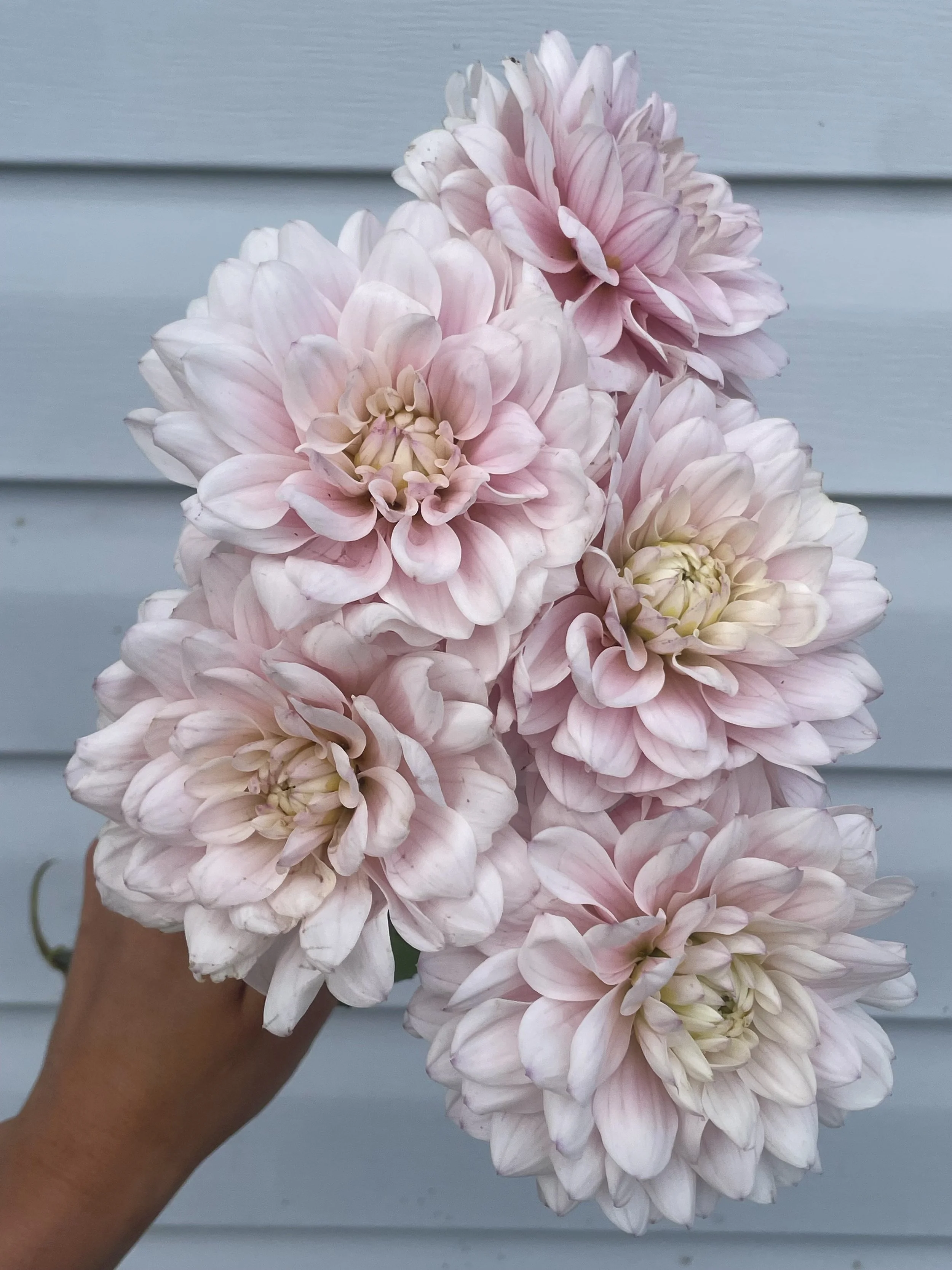 Silver Years Dahlia Tuber
