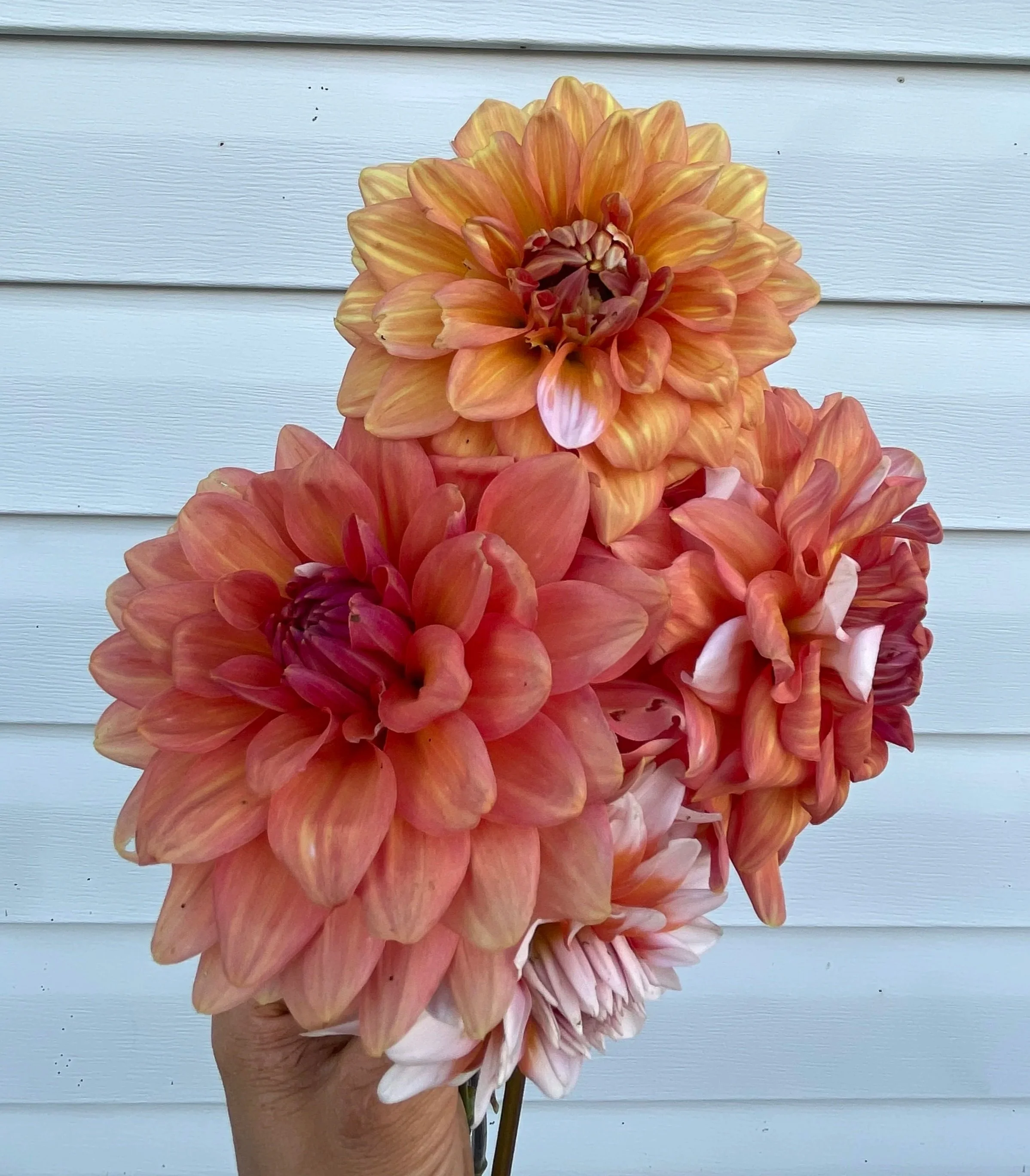 a-la-mode-dahlia-tuber-canada-1.jpg