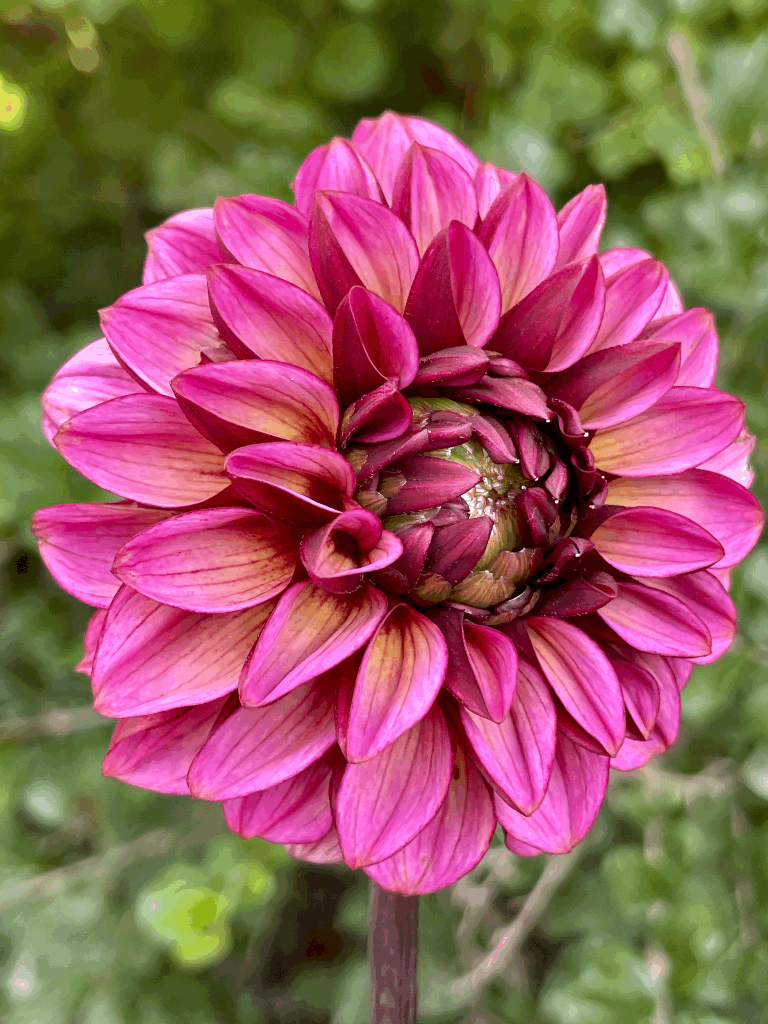 Seniors Hope Dahlia Tuber