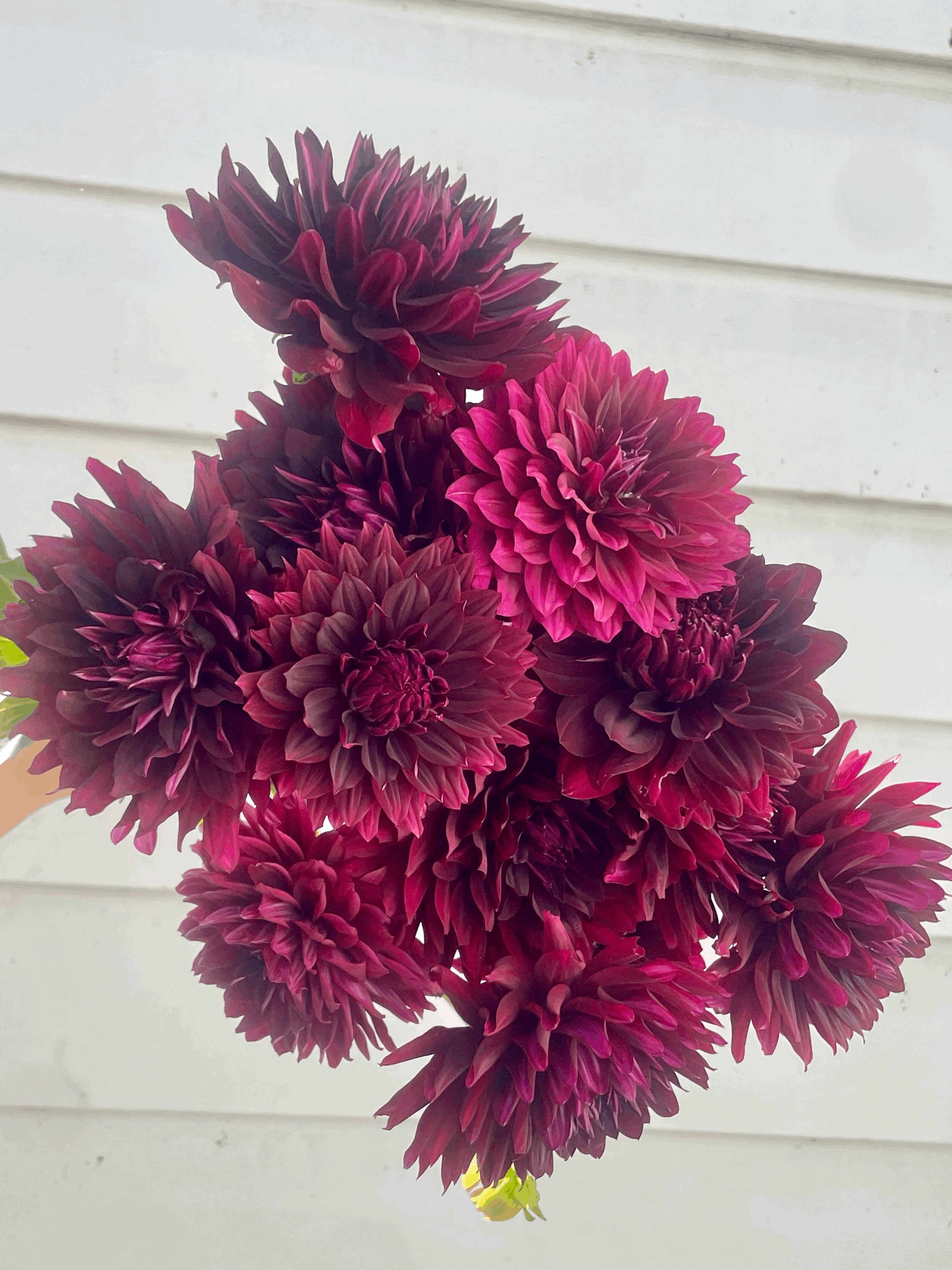 Holly Hill Black Beauty Dahlia Tuber