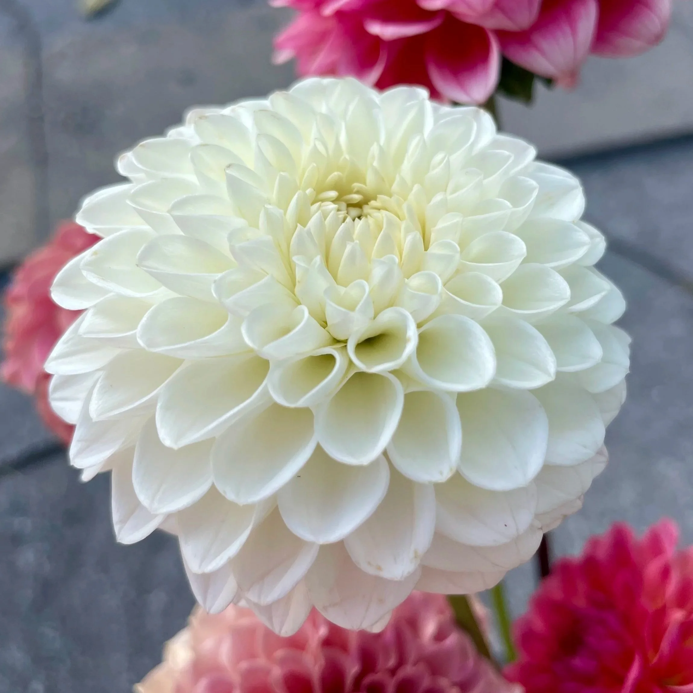 ryecroft-jan-dahlia-tuber-canada.jpg