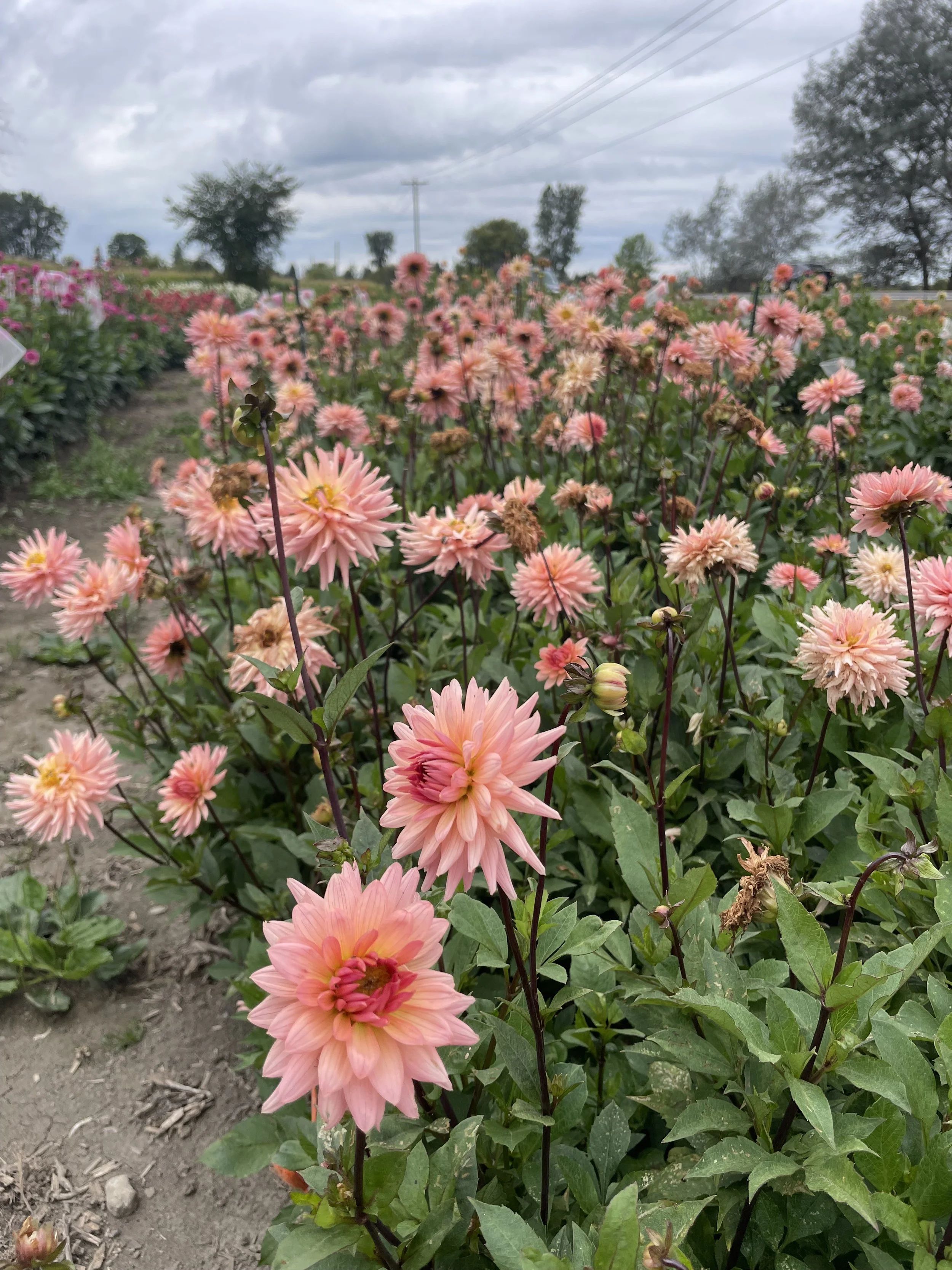 preference-dahlia-tuber-canada.jpeg