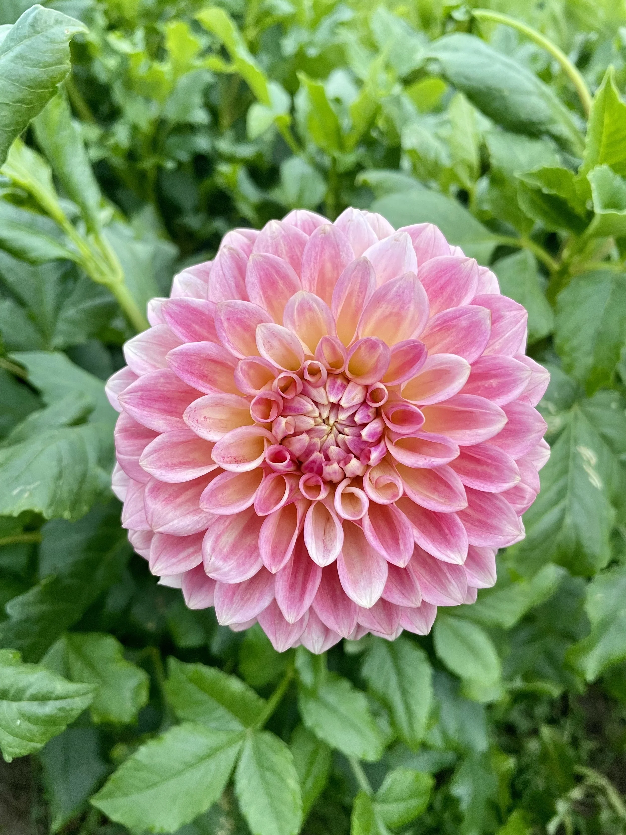 castle-drive-dahlia-tuber-canada.jpeg