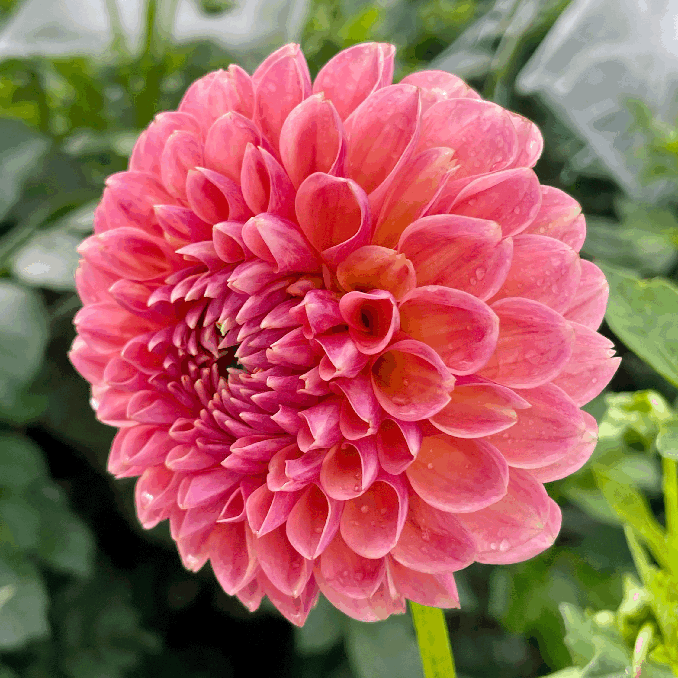 Linda's baby dahlia flower grown from tuber in Canada