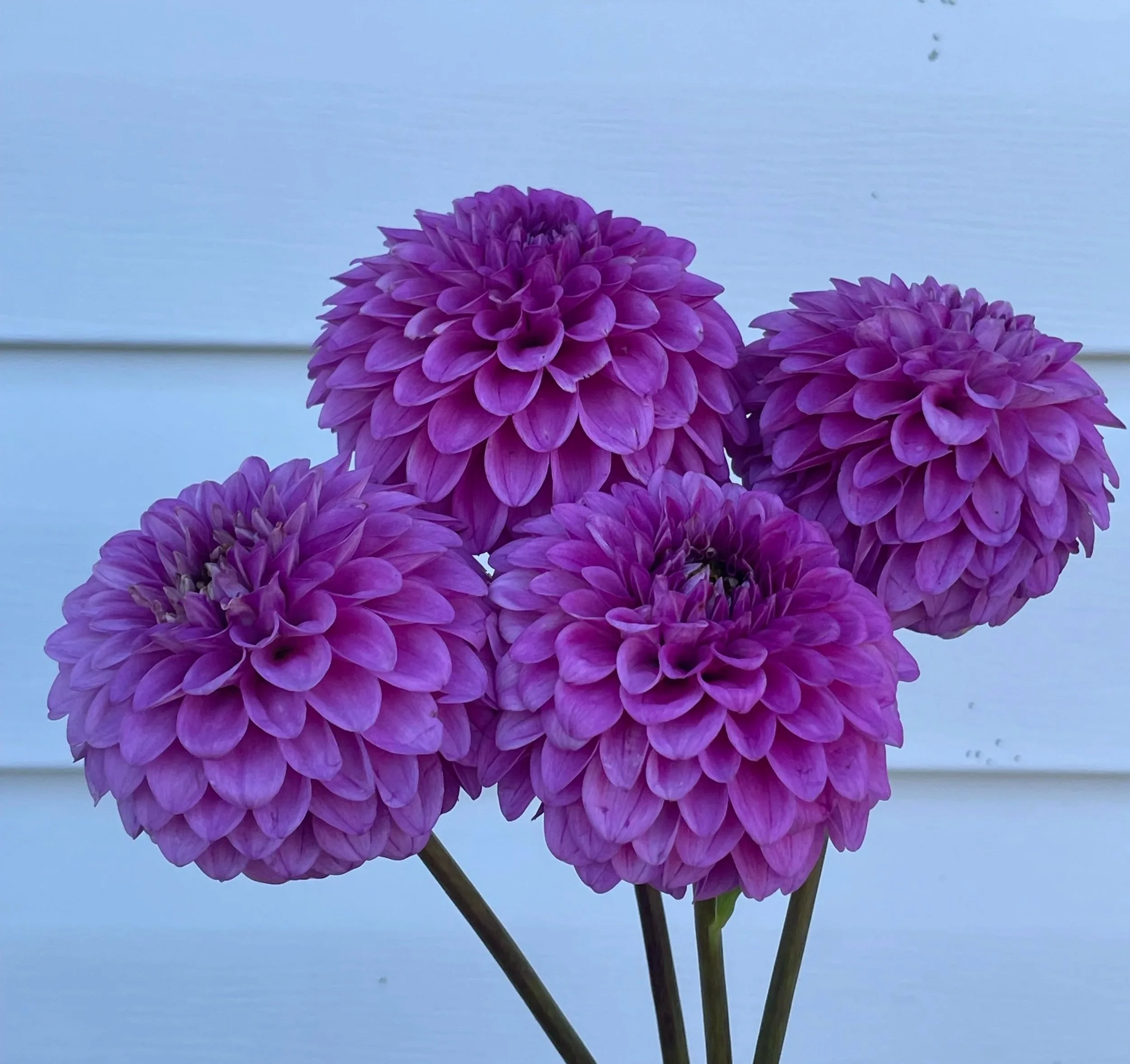 ferncliff-gem-dahlia-tuber-canada.jpg