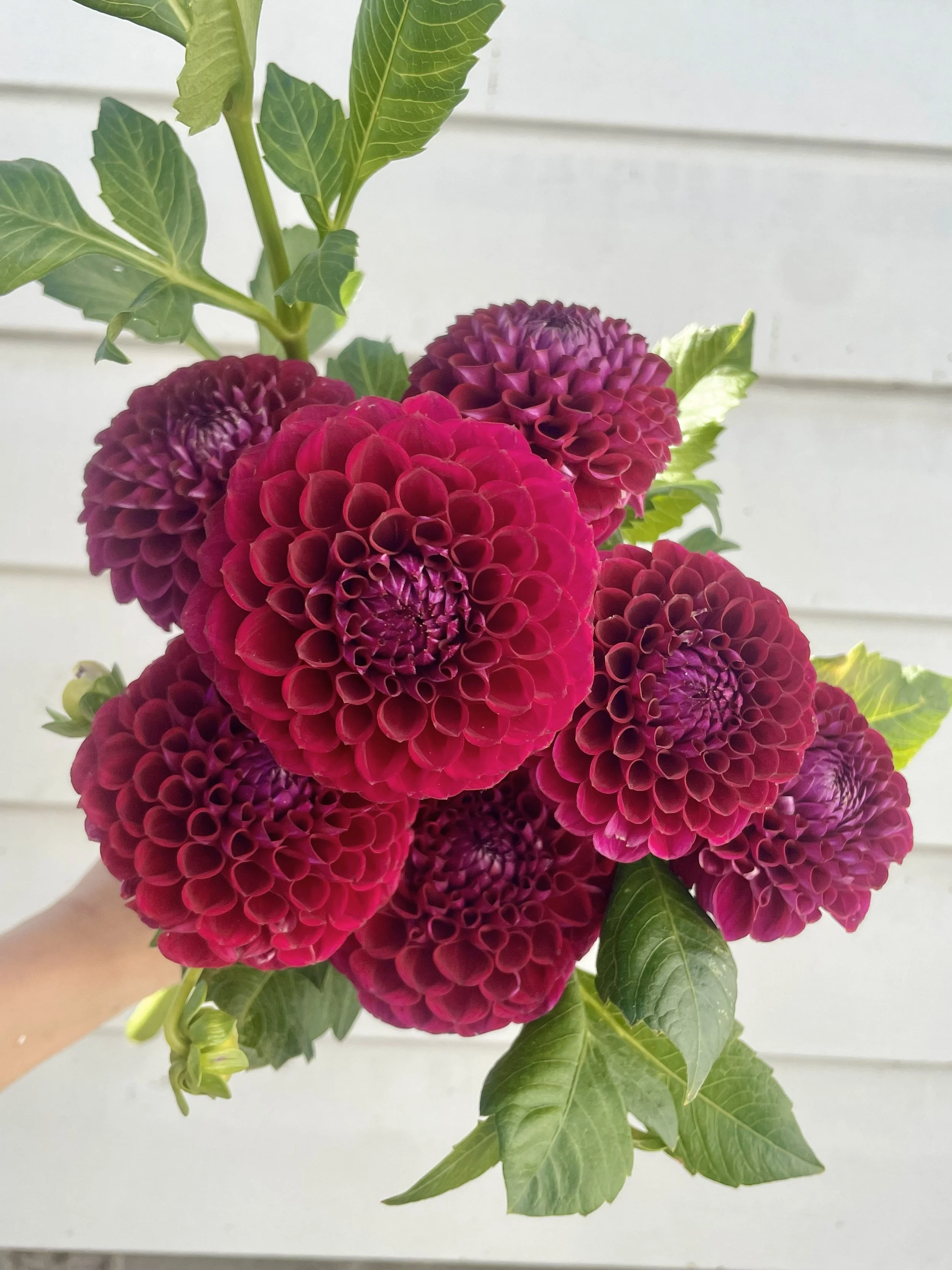 Ivanetti Dahlia Tuber