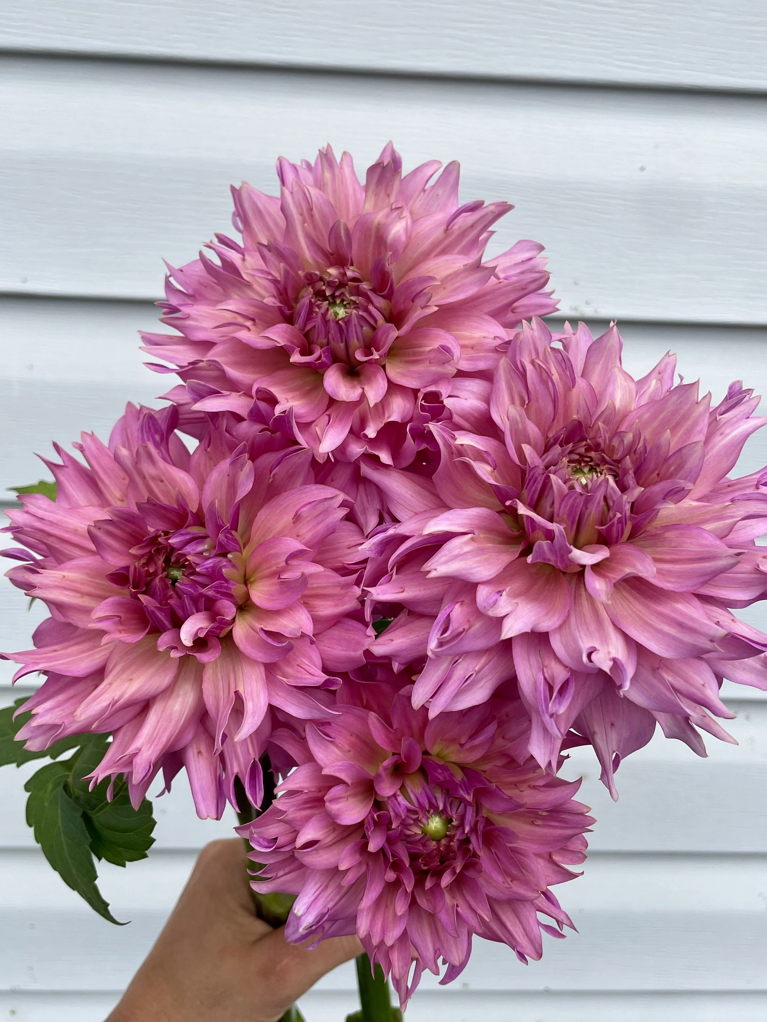 la-belle-epoque-dahlia-tuber-canada-1.jpeg