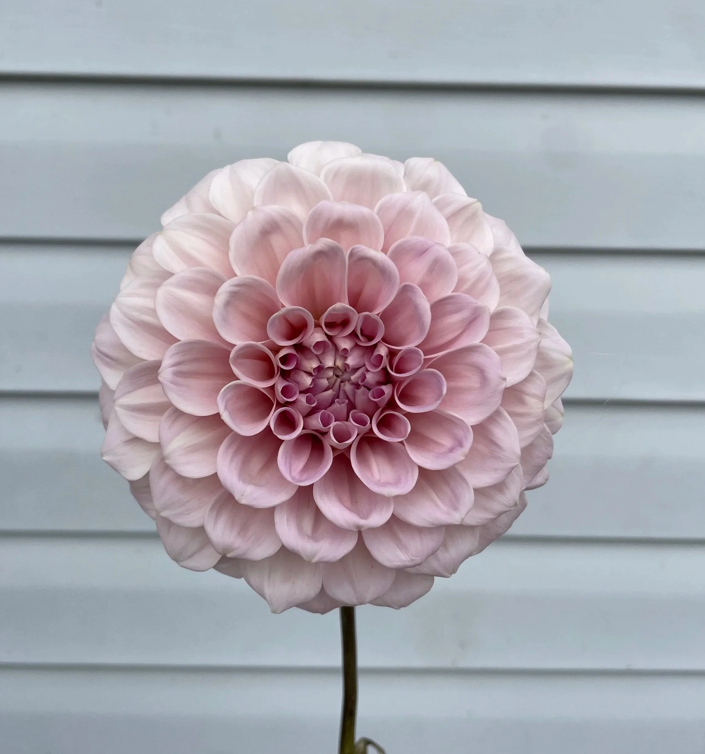 sweet-nathalie-dahlia-tuber-canada-1.jpg