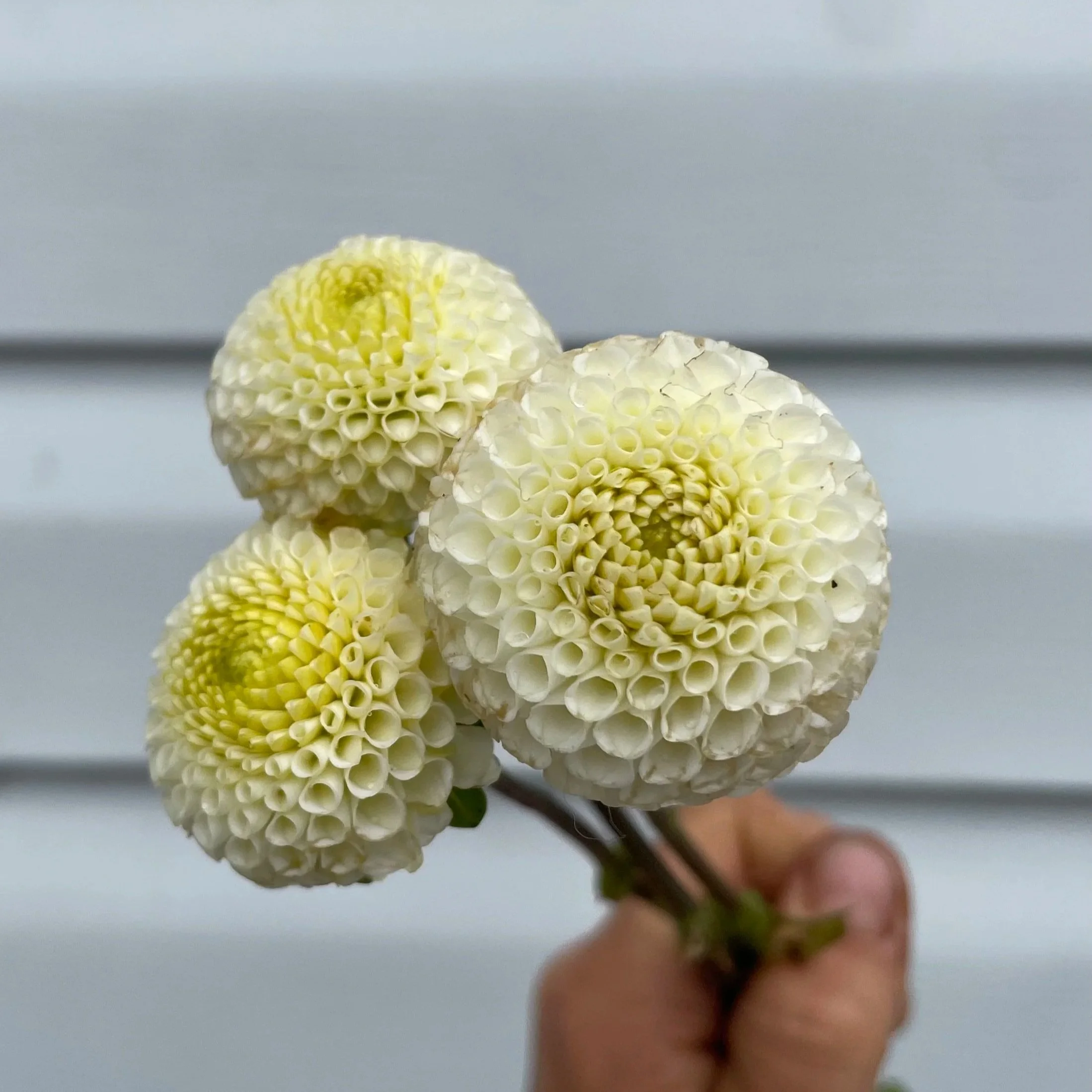 small-world-dahlia-tuber-canada-1.jpg