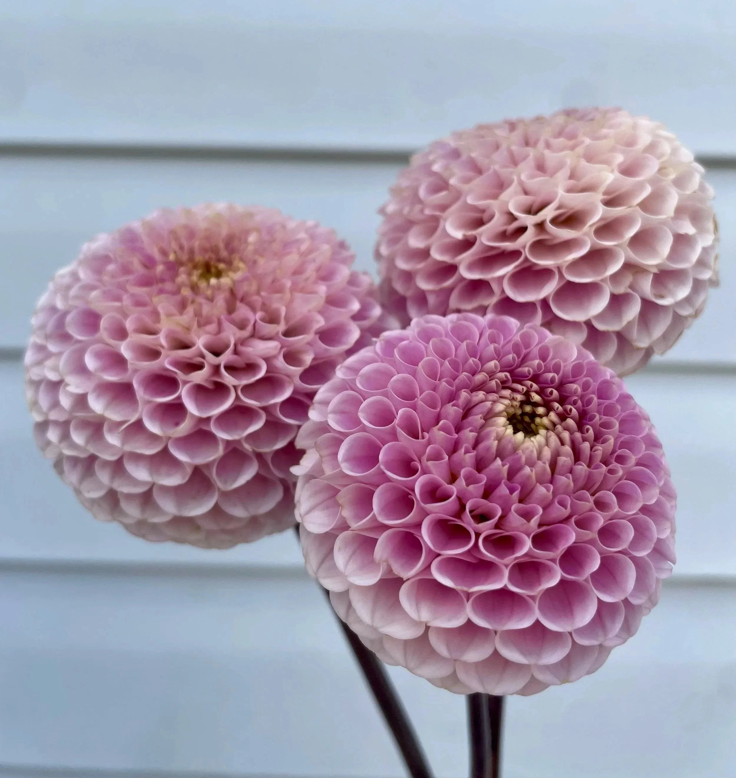 20th Avenue Delicada Dahlia Tuber