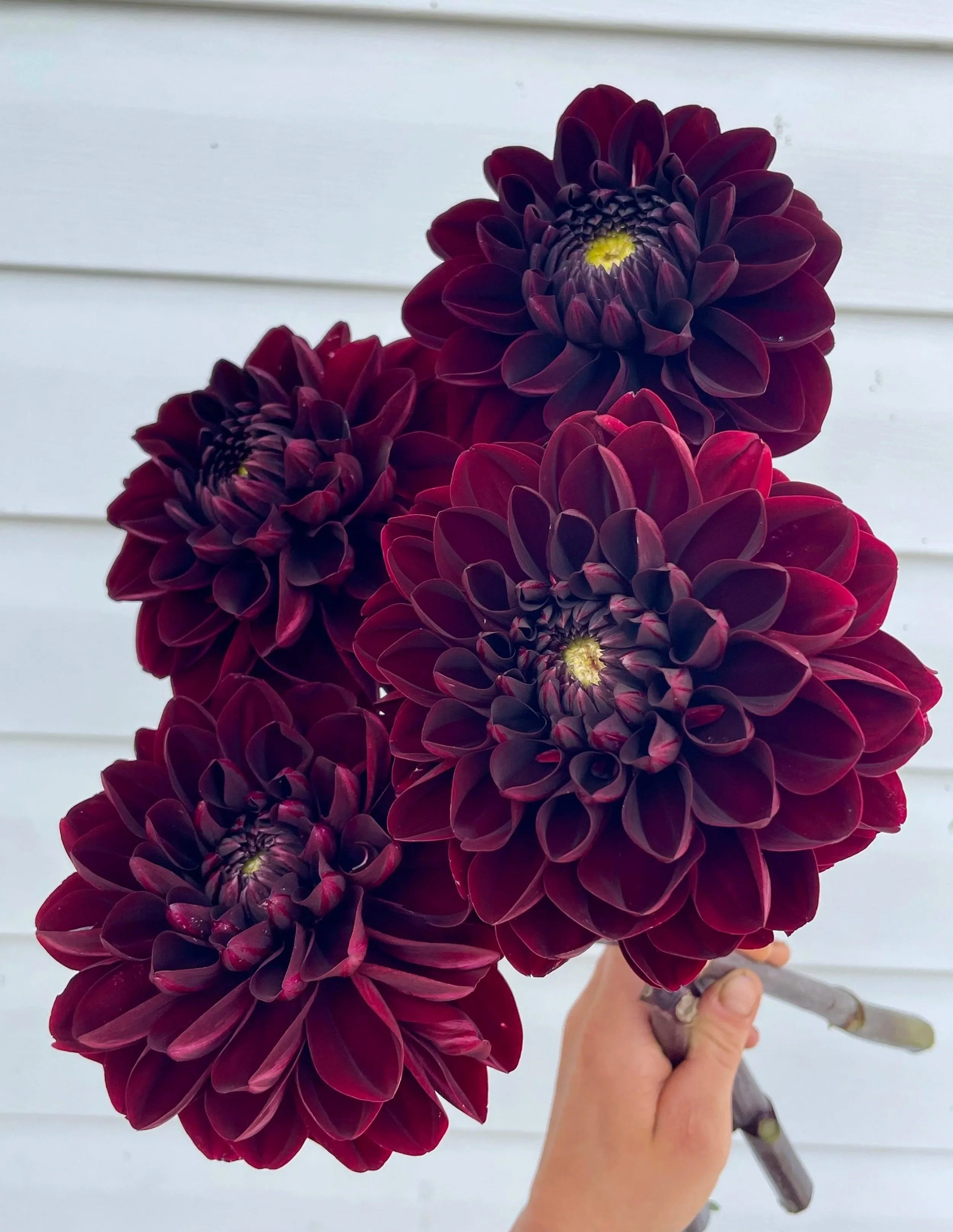 Manoa Dahlia Tuber