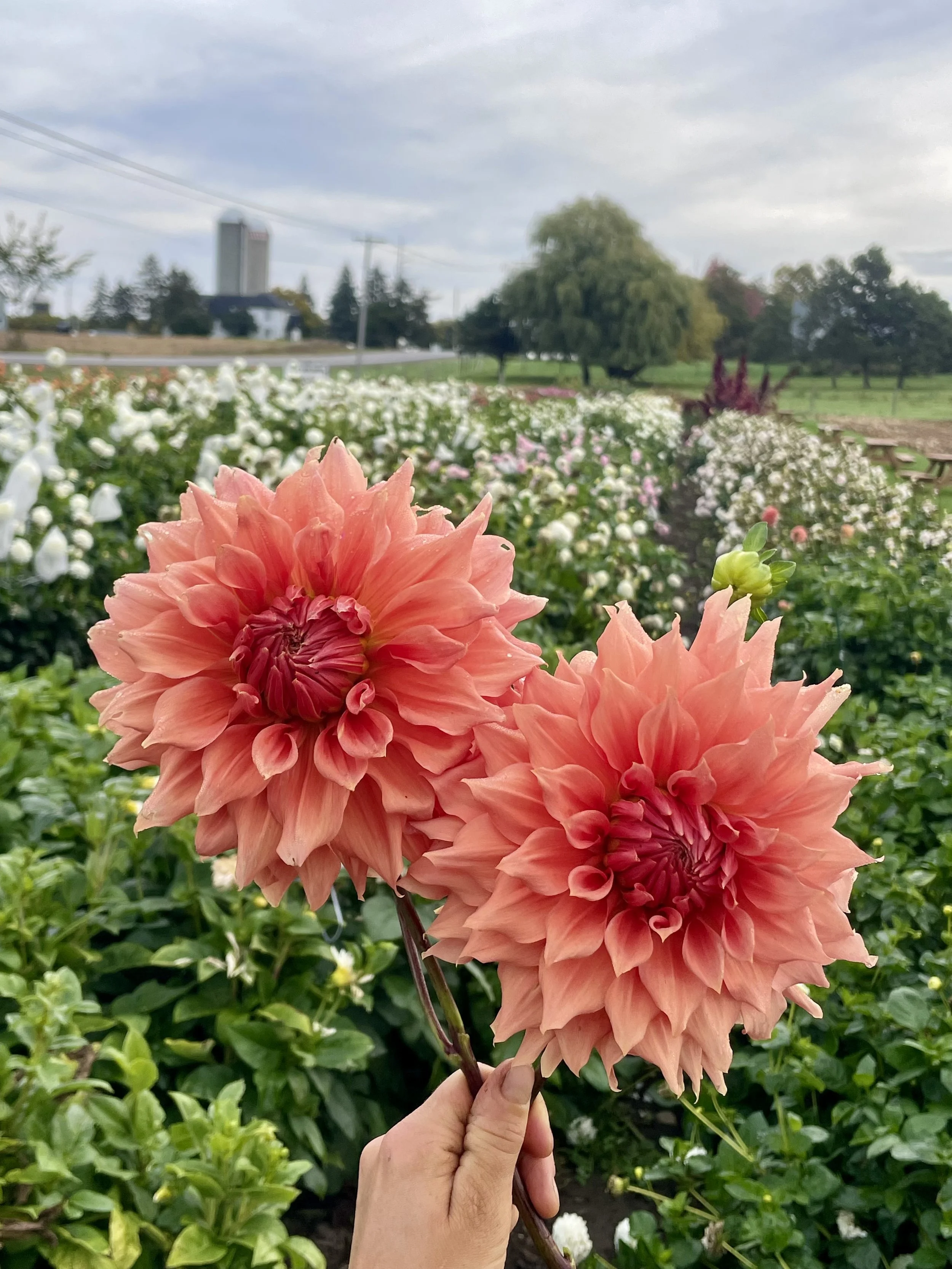 sierra-glow-dahlia-tuber-canada-3.jpeg