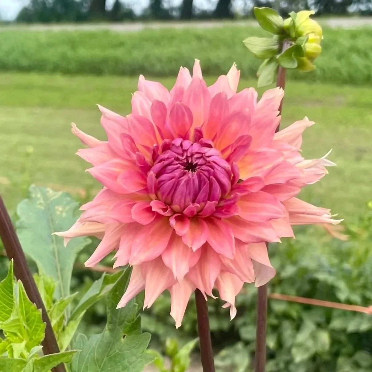 Terracotta-dahlia-tuber.jpg