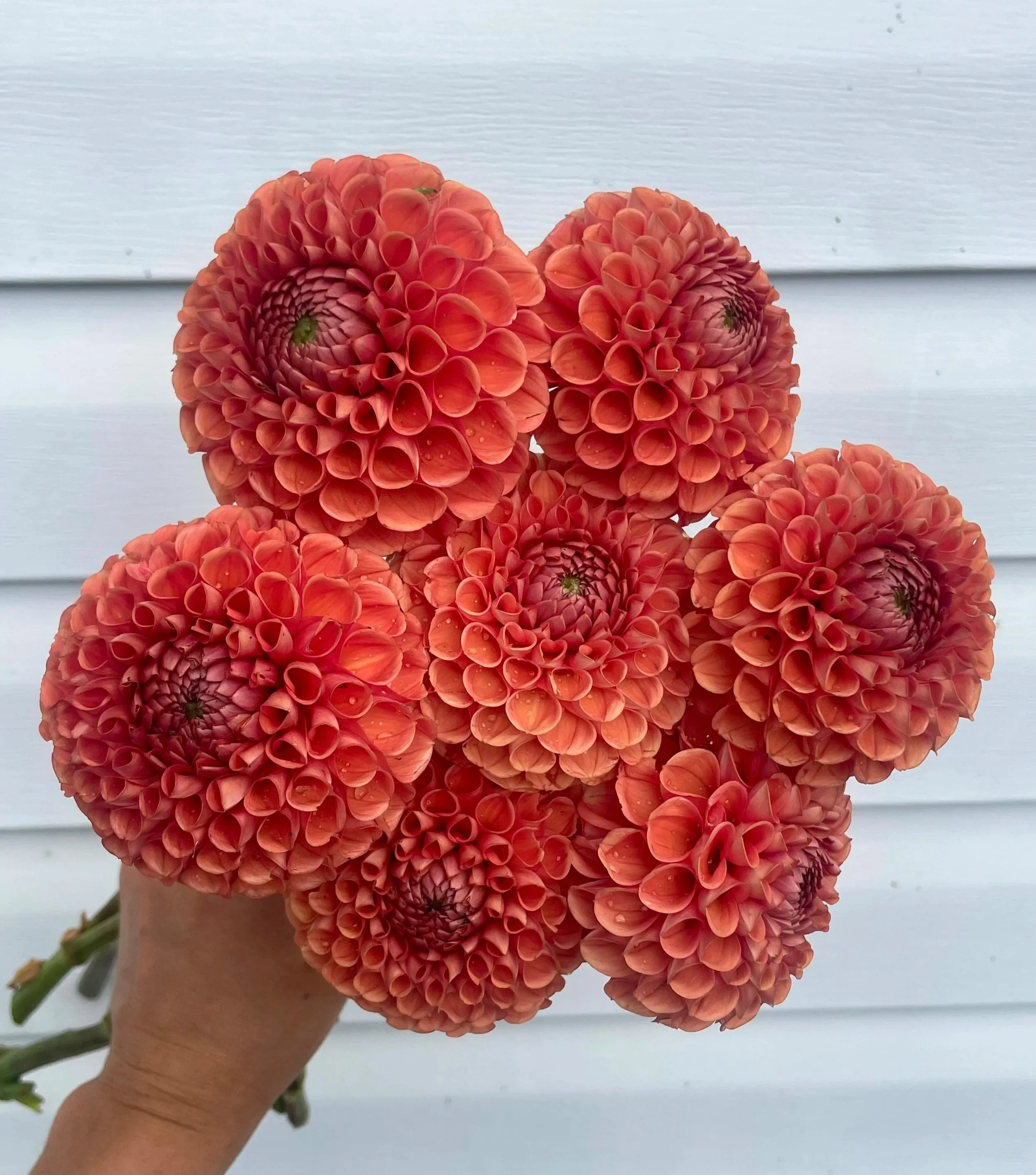 cornel-bronze-dahlia-tuber-canada1.jpg