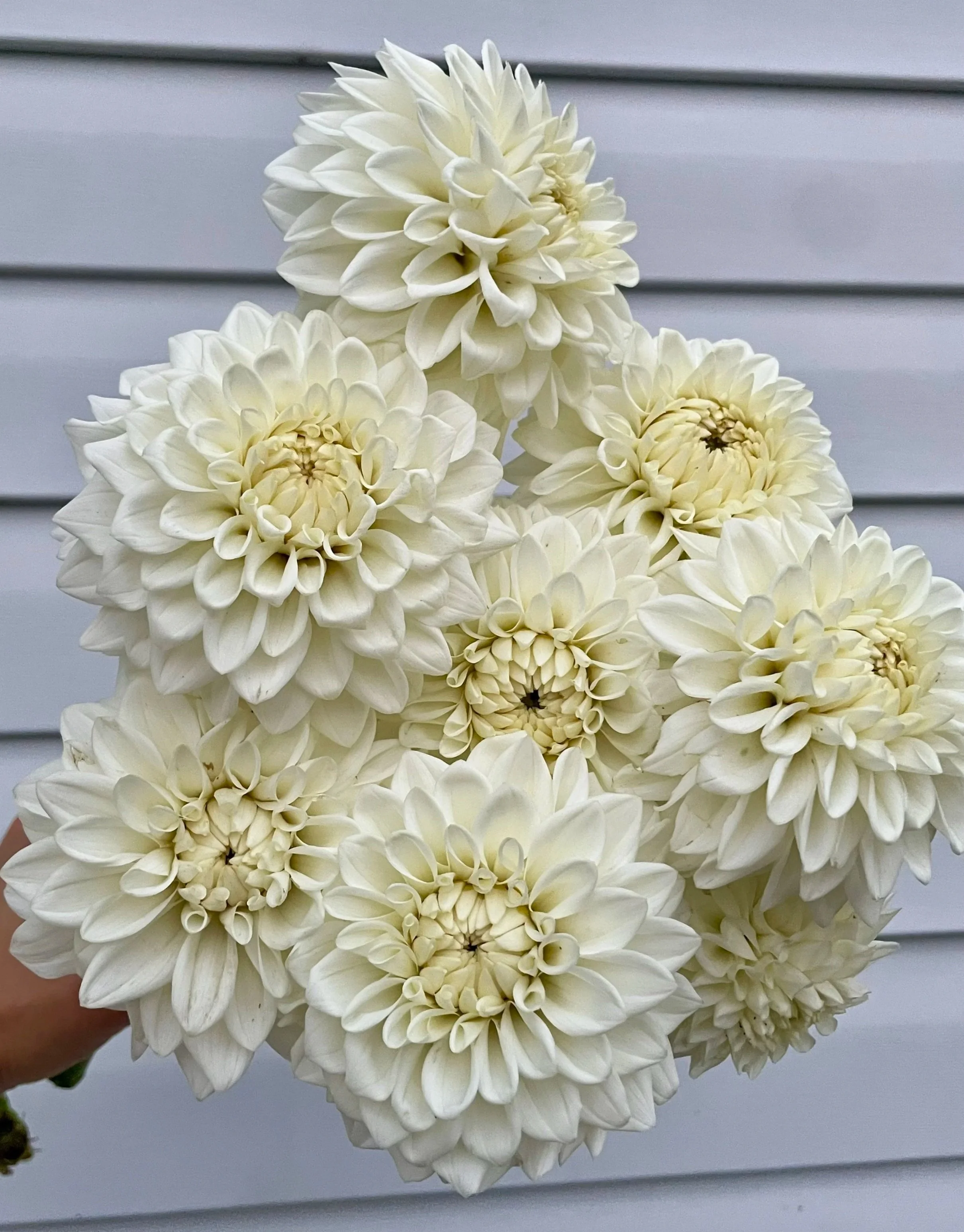 blizzard-dahlia-tuber-canada.jpg