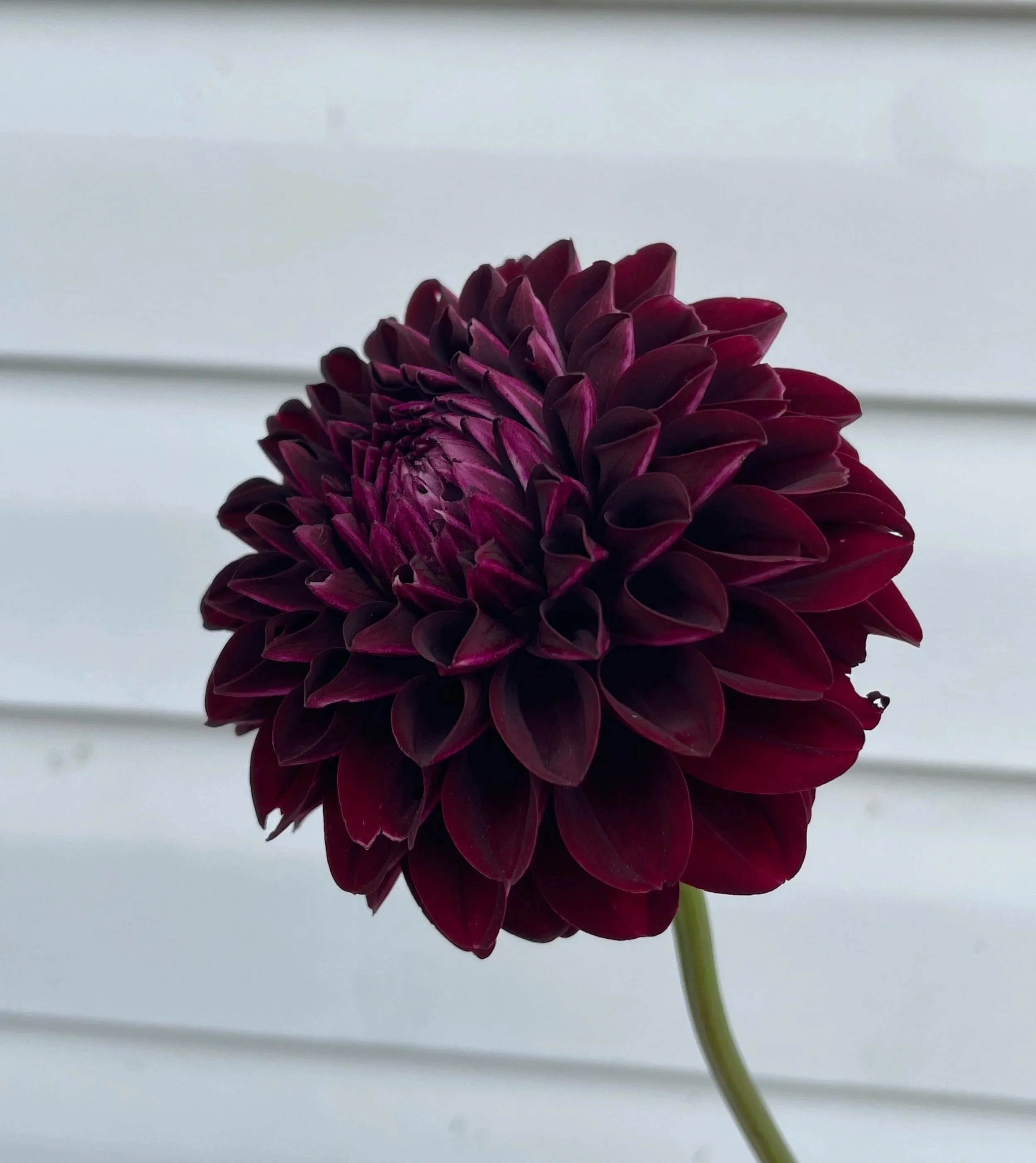 Nighty Night Dahlia Tuber
