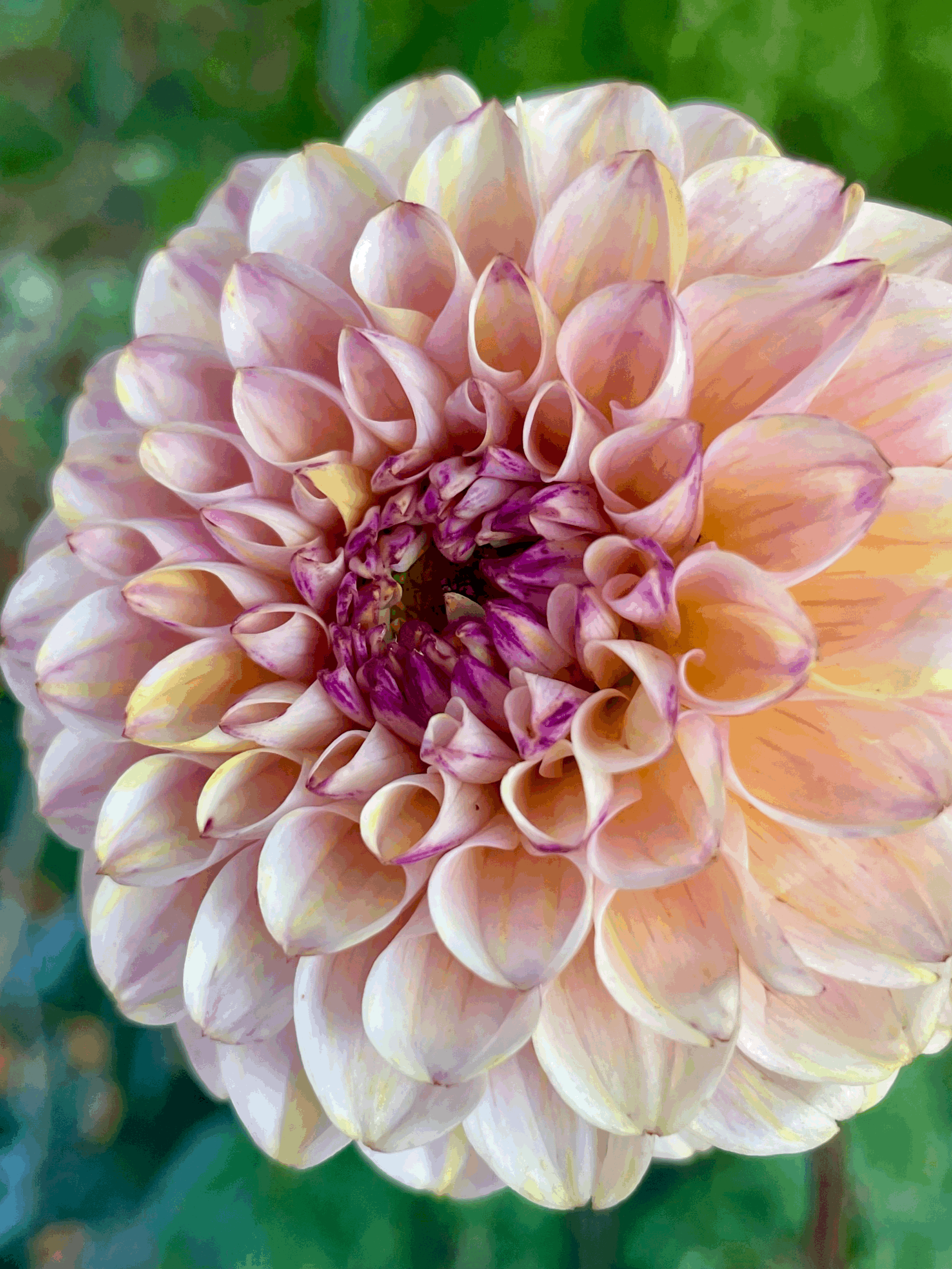 Wine Eyed Jill Dahlia Tuber