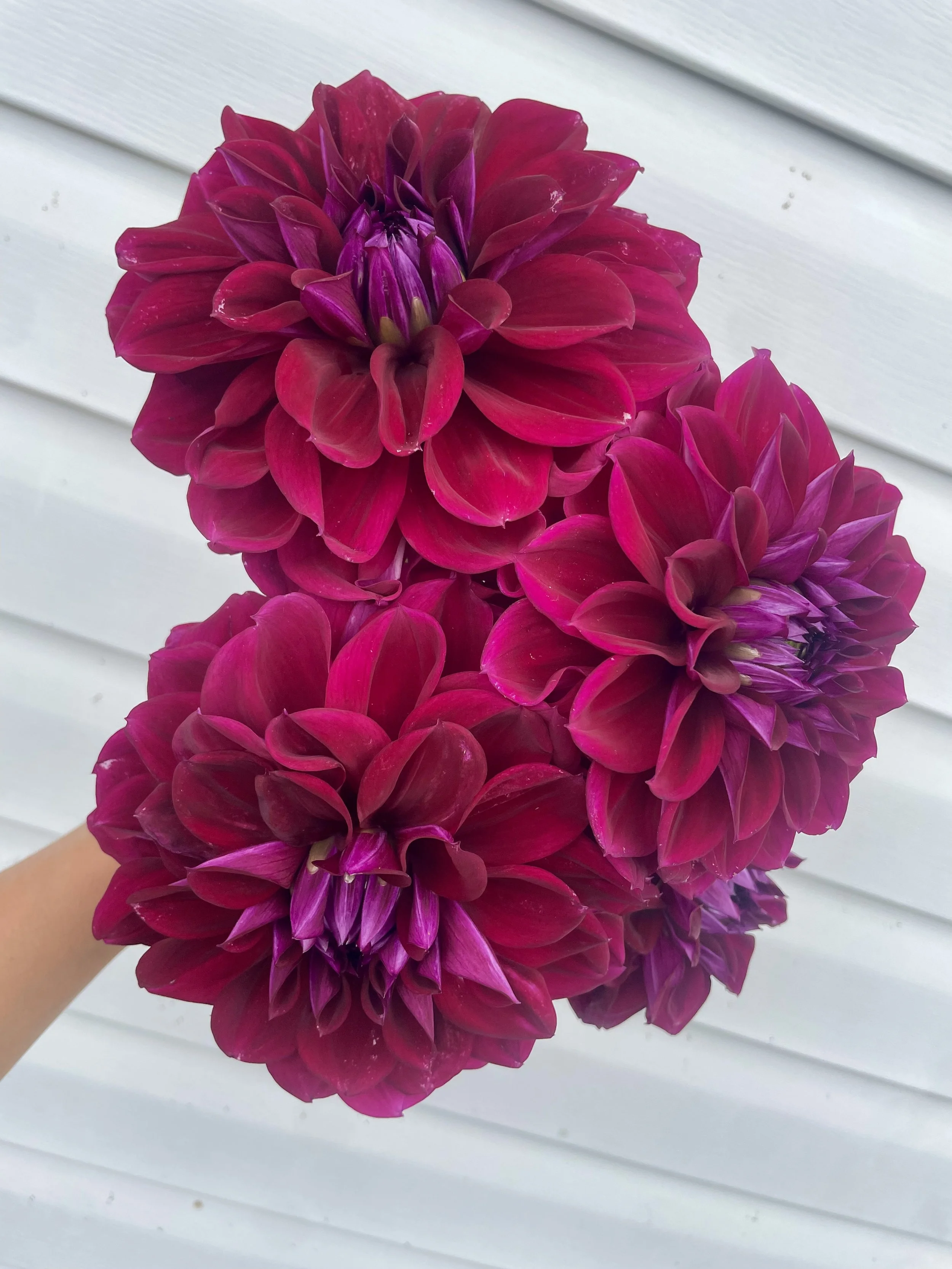 Diva Dahlia Tuber