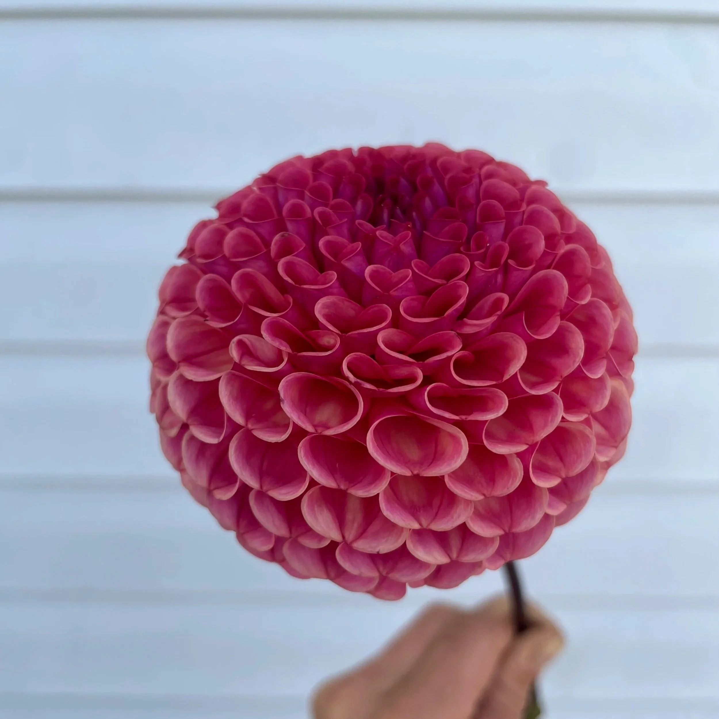 ferncliff-rusty-dahlia-tuber-canada-2.jpg