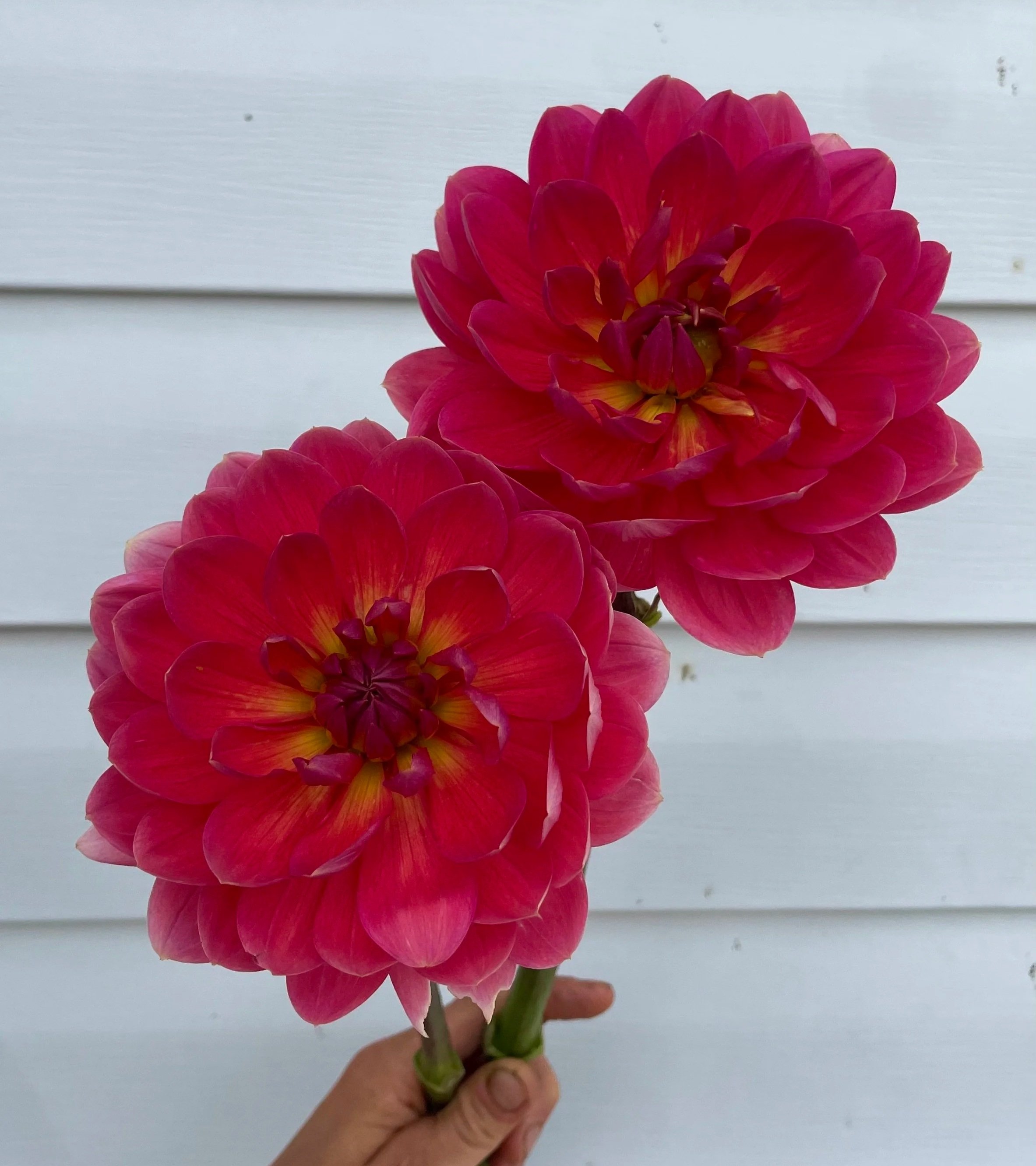 hollyhill-daydream-dahlia-tuber-canada-1.jpg