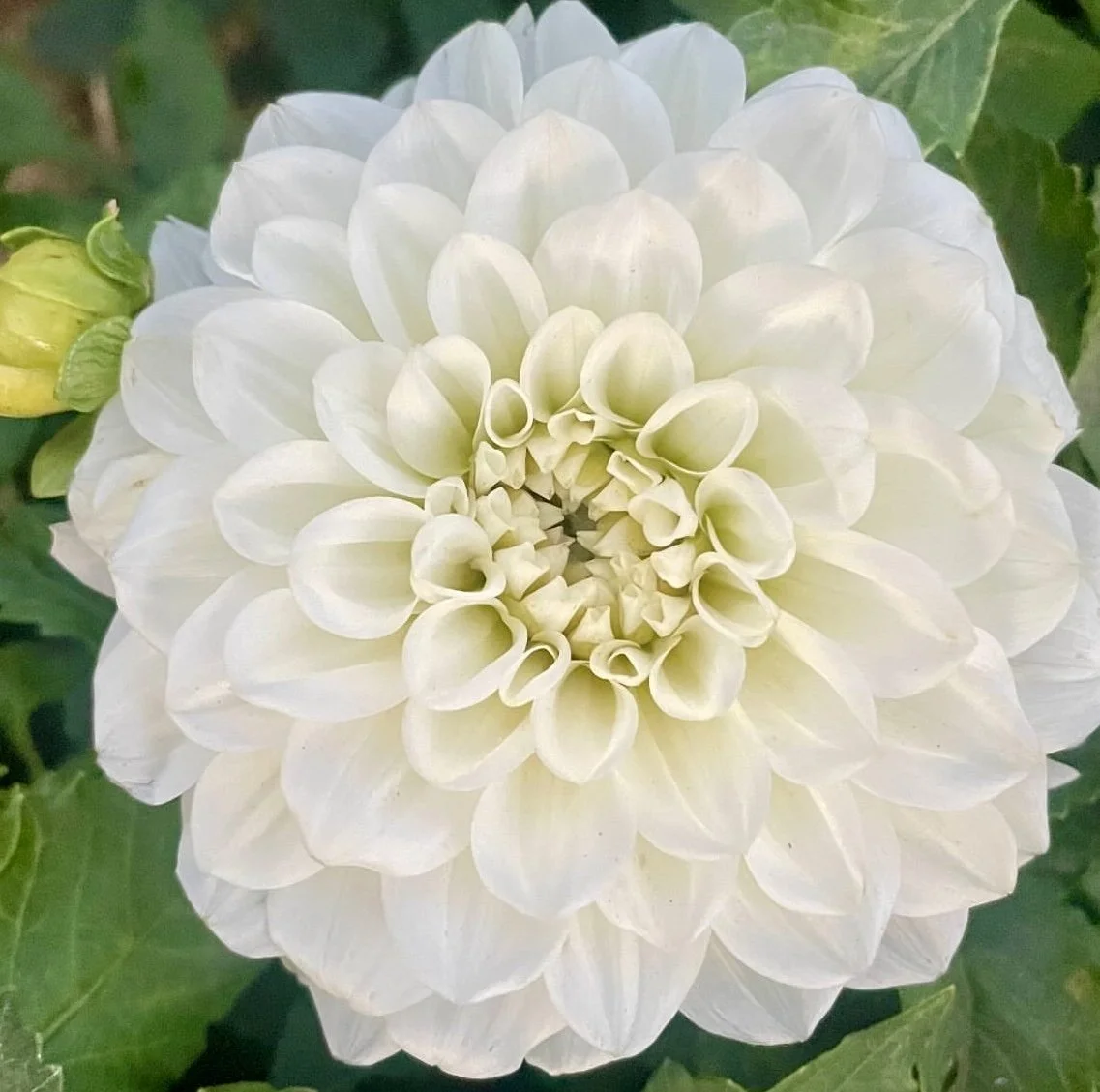 dahlia-bride-to-be-dahlia-tuber-canada-sale.jpg