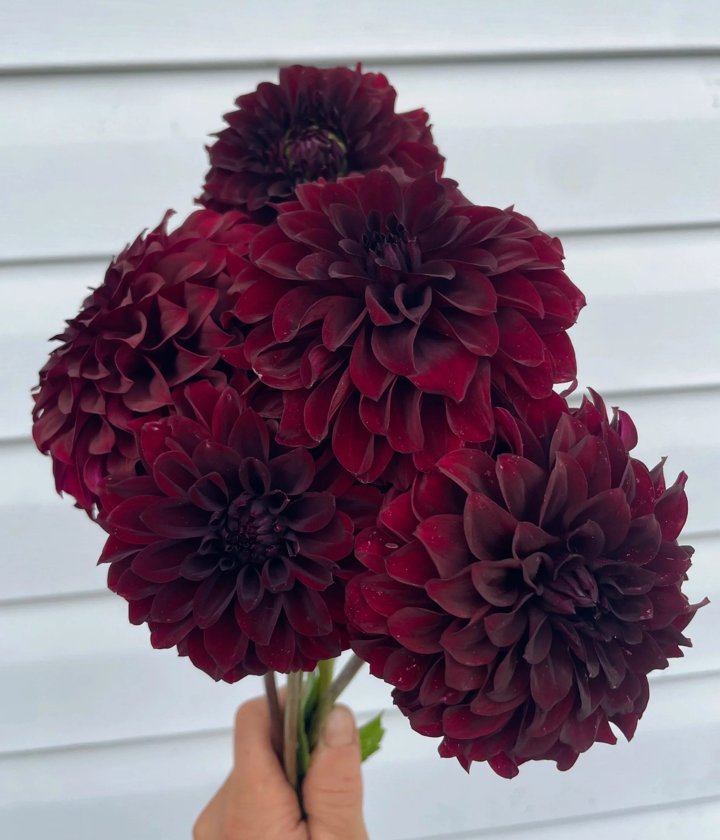 shadow-cat-Dahlia-Tuber-canada1.jpg (Copy)