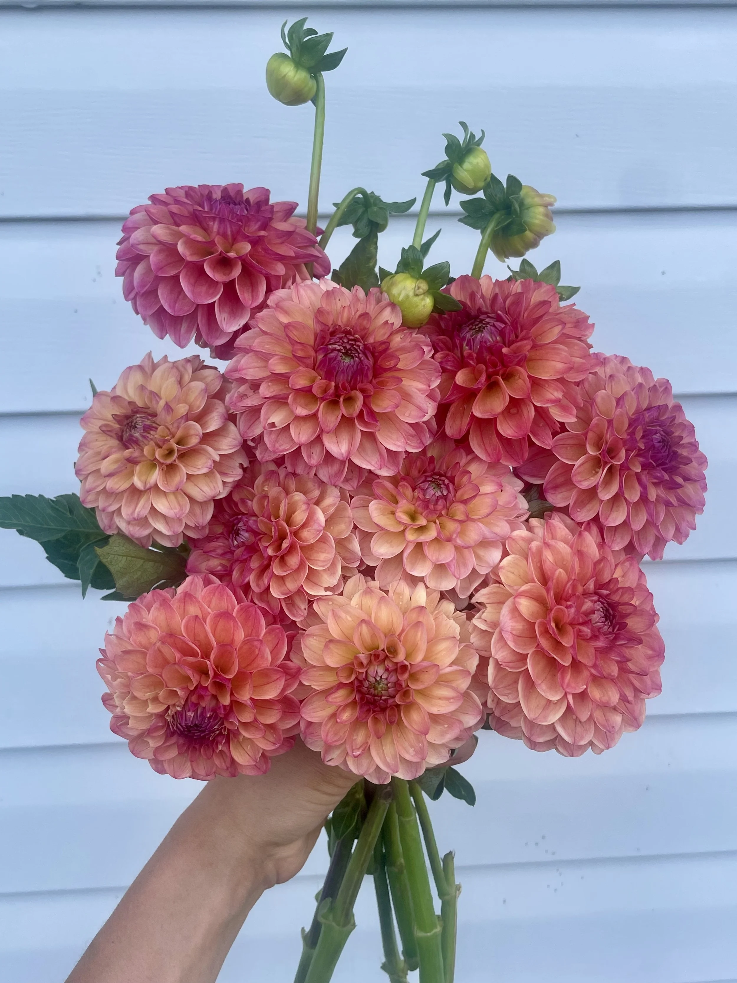 Triple Lee Dee Dahlia Tuber