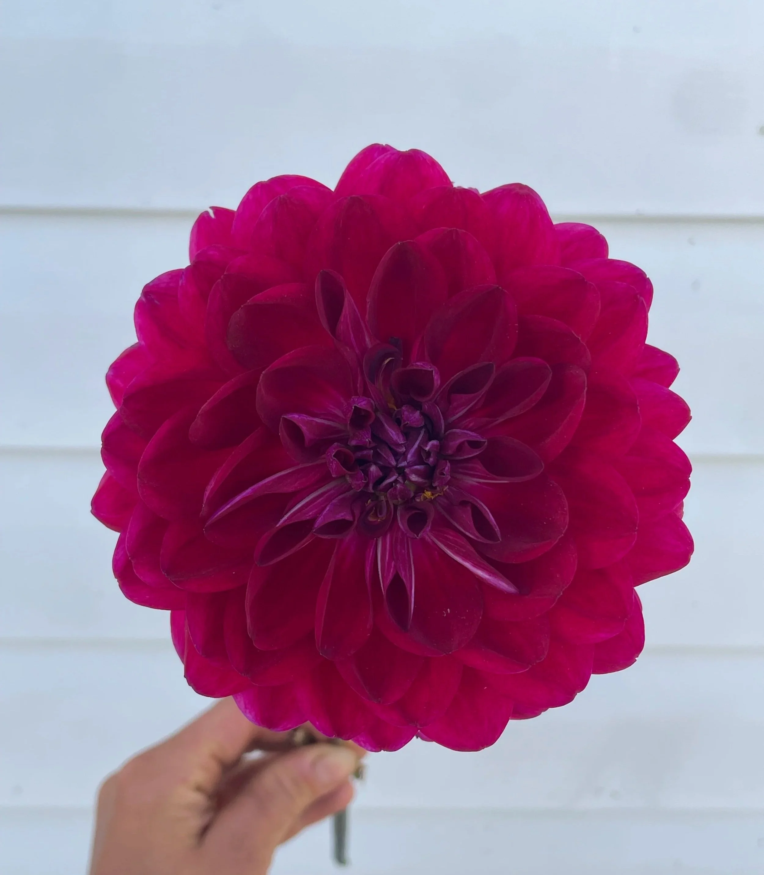 sandia-bertha-dahlia-tuber-canada.jpg