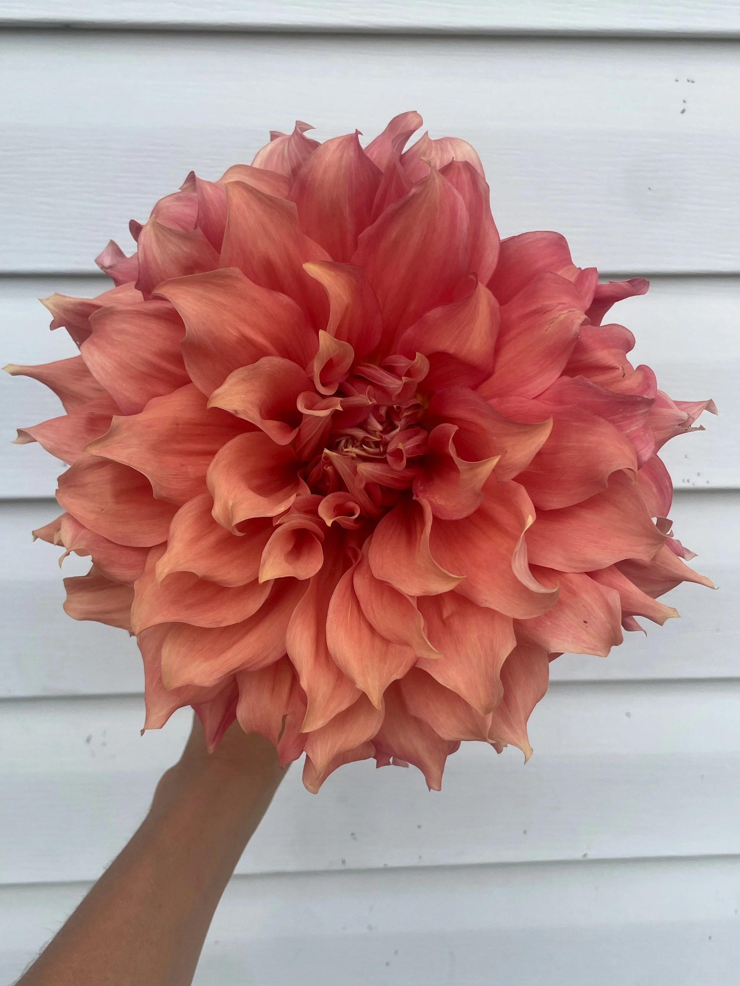 Sierra Glow Dahlia Tuber