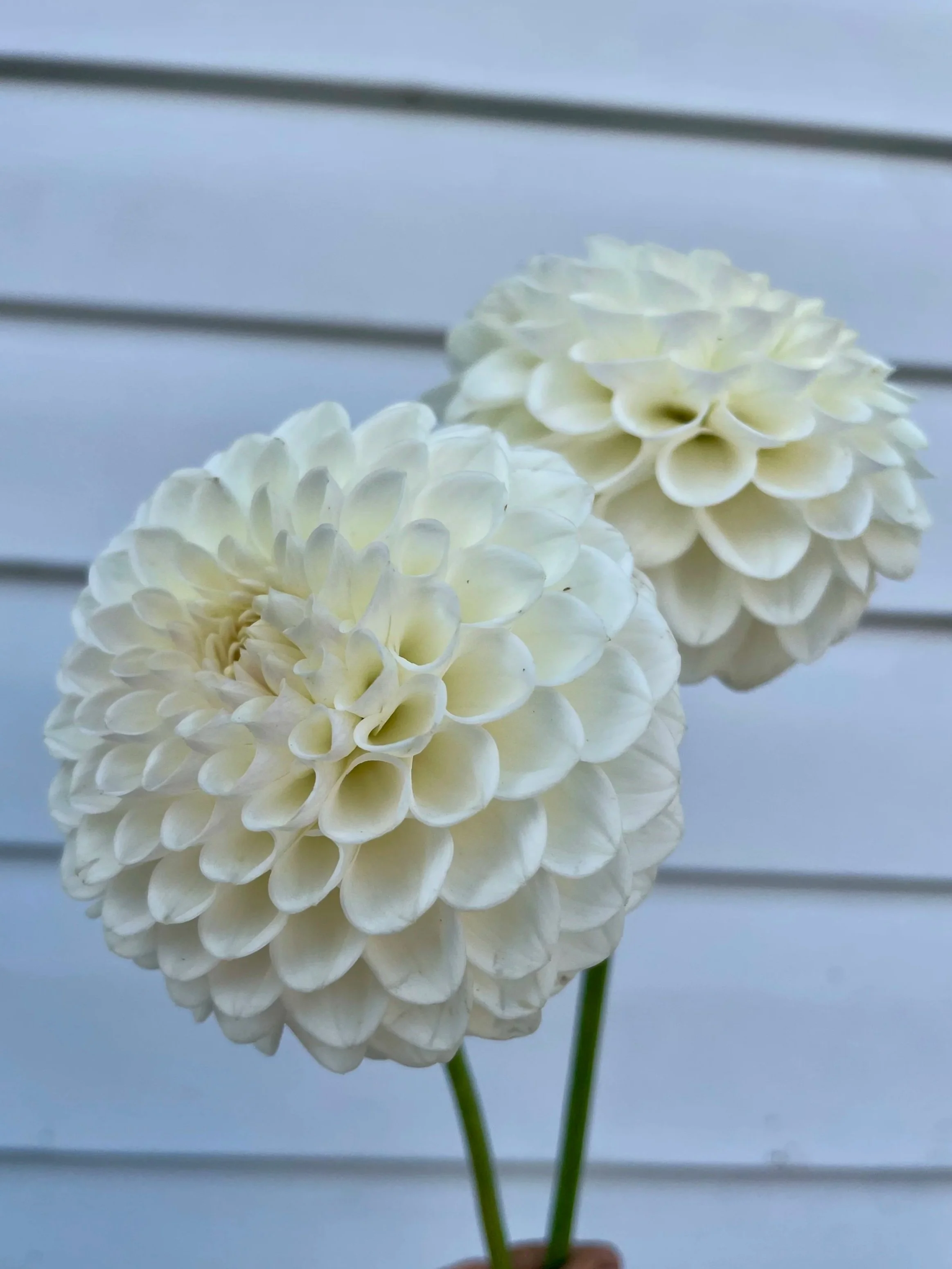 ryecroft-jan-2-dahlia-tuber-canada.jpg