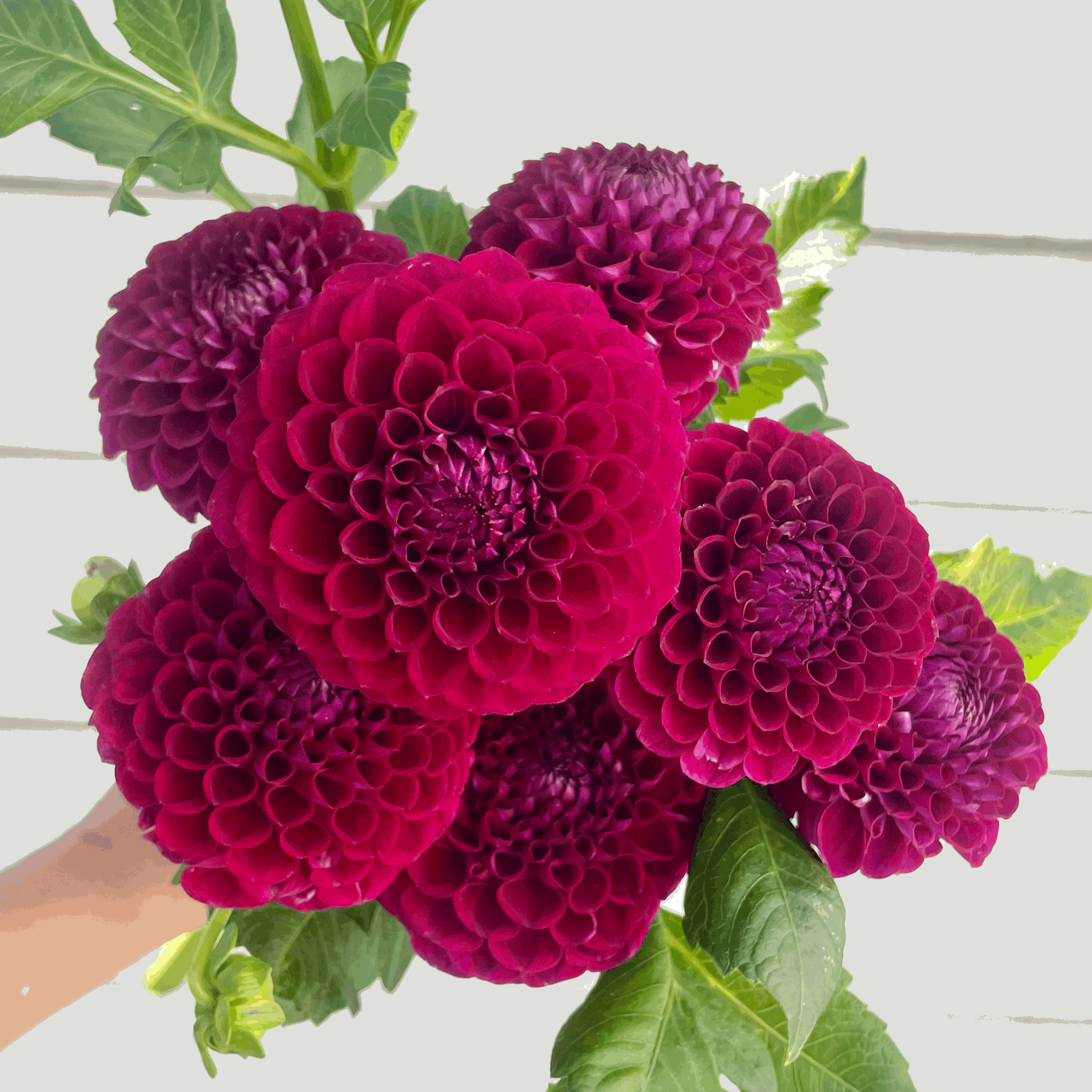Must-Grow Collection - six pack of Dahlia tubers
