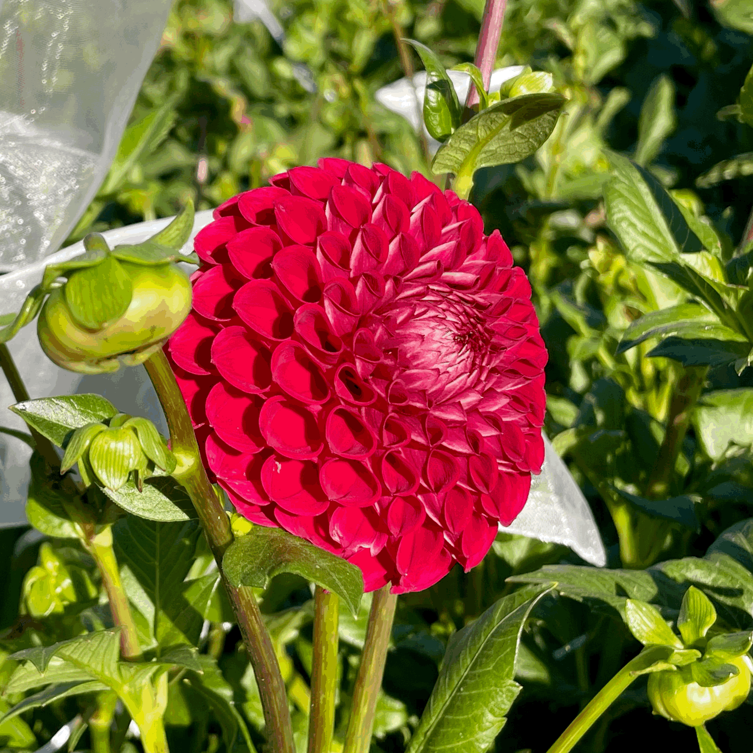 Cornel Dahlia Tuber