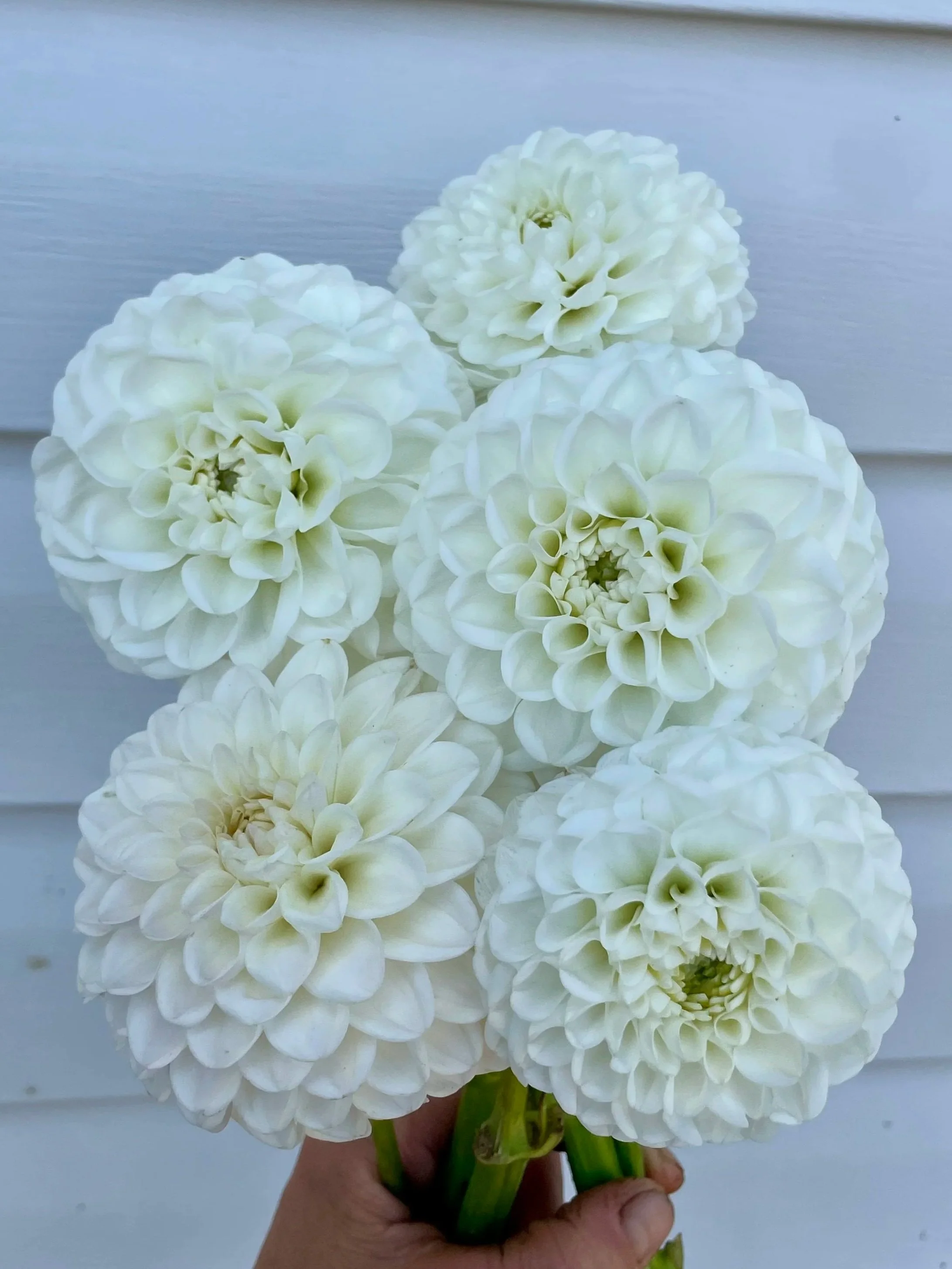 orsett-beauty-dahlia-tuber-canada.jpg