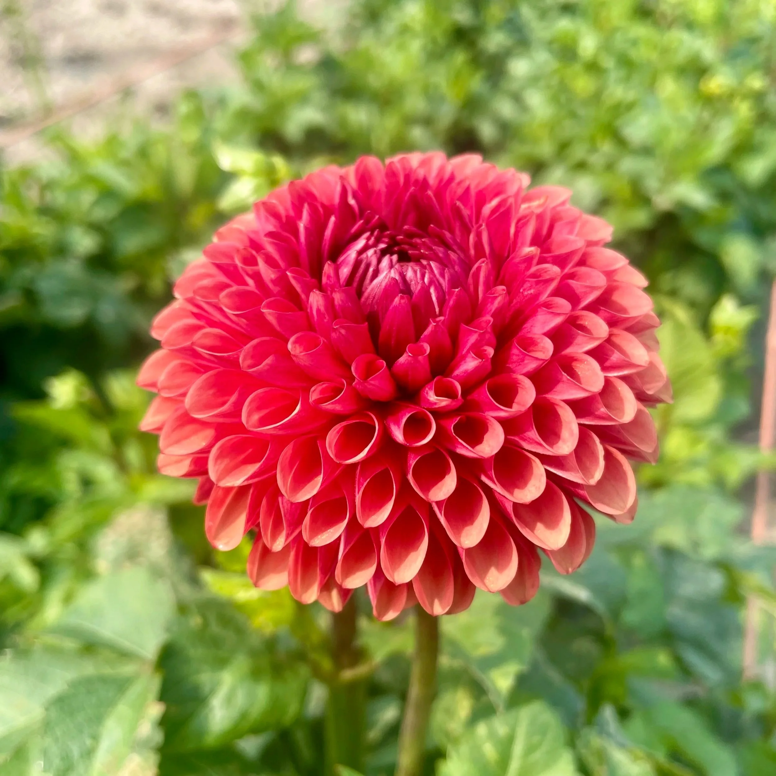 Brown-sugar-2-dahlia-tuber.jpg