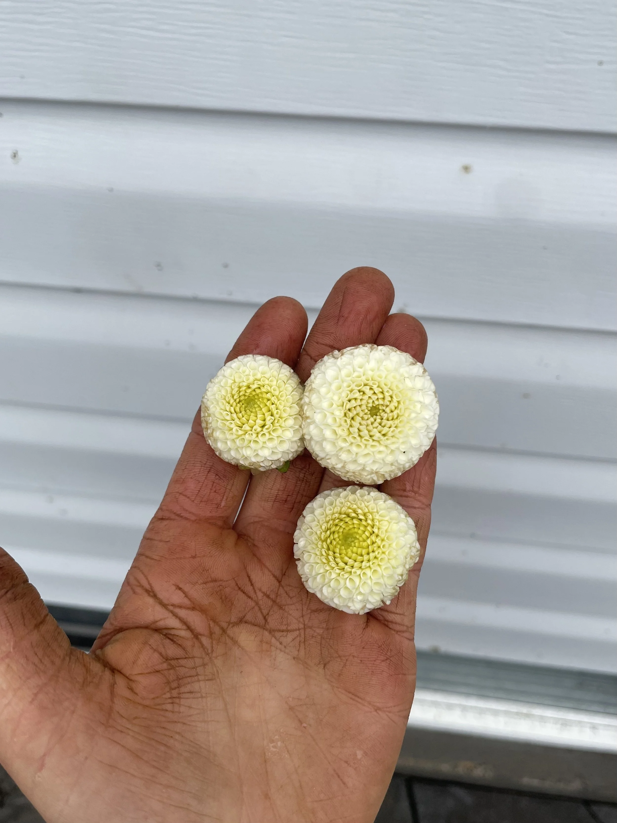 small-world-dahlia-tuber-canada-2.jpeg